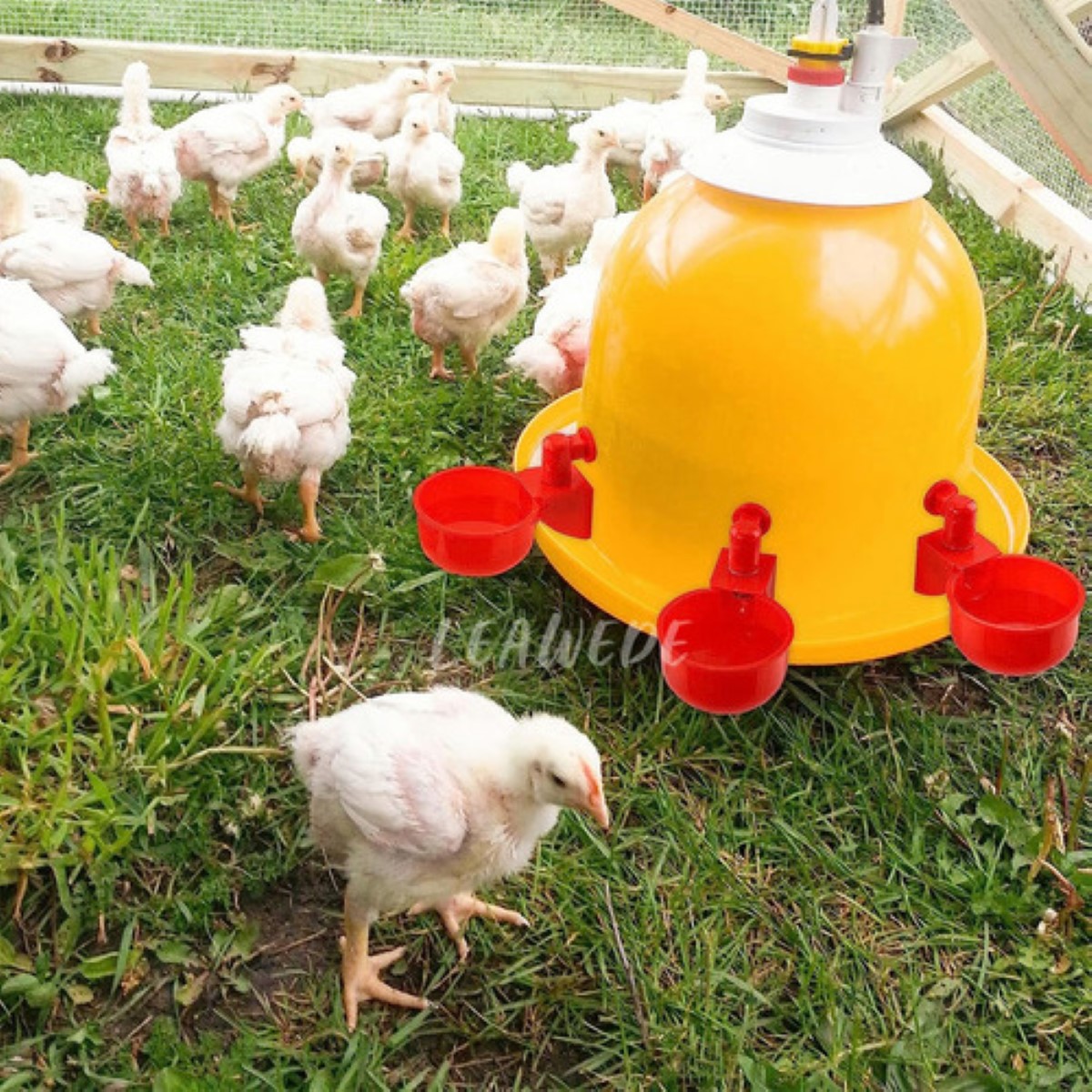 13pzs Bebedero Para Aves,pollos,gallo,automático Con Taladro ROJO