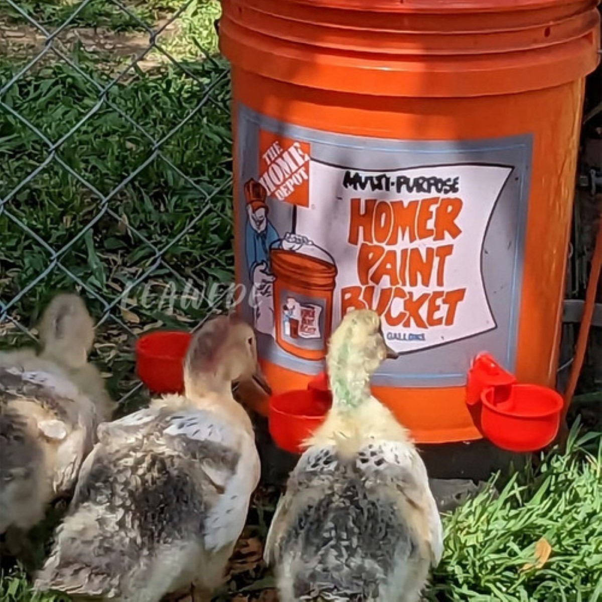 13pzs Bebedero Para Aves,pollos,gallo,automático Con Taladro ROJO