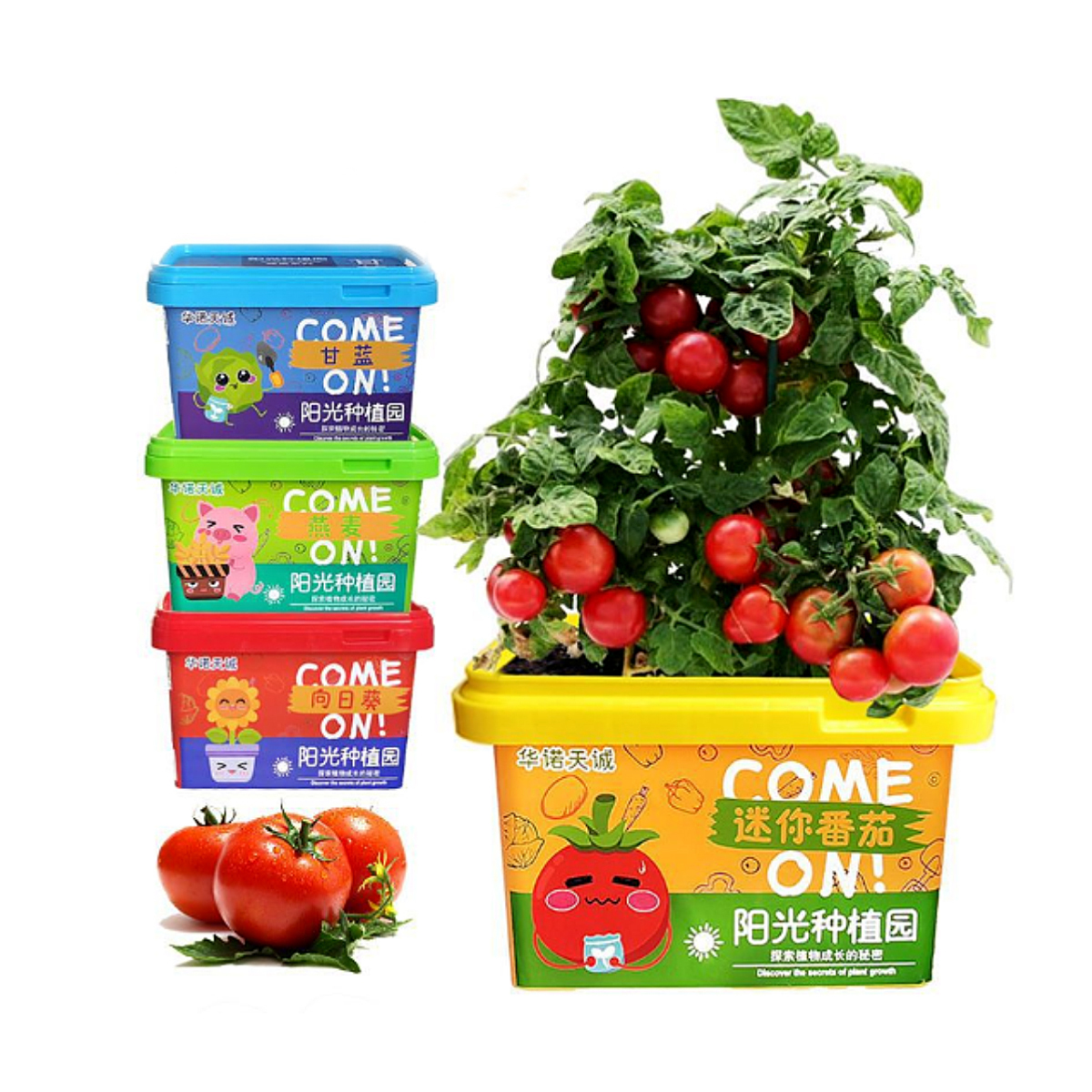 Planta Mini Tomates para Niños.