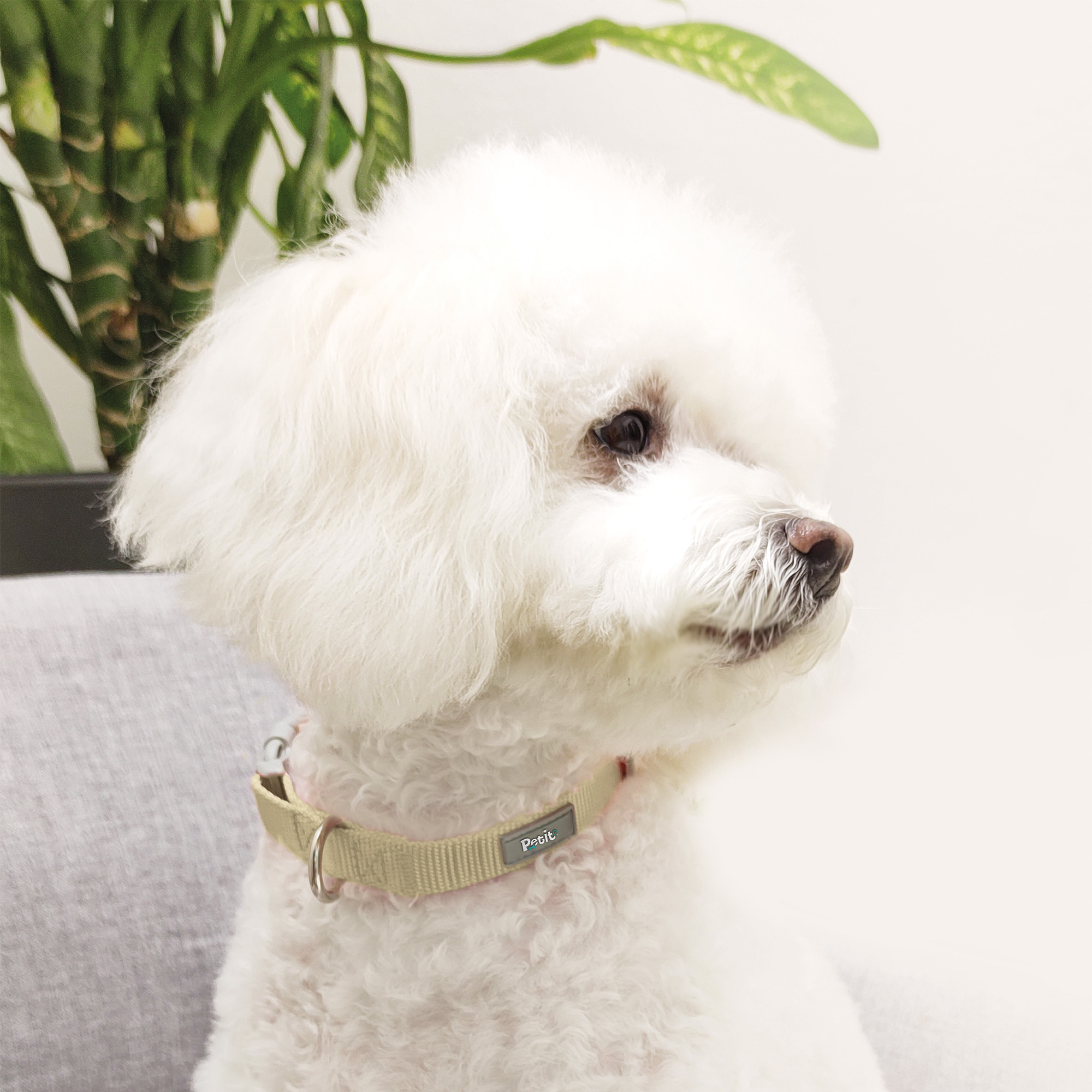 Collar para Perro Ajustable Chico CH Petit de Color Beige.