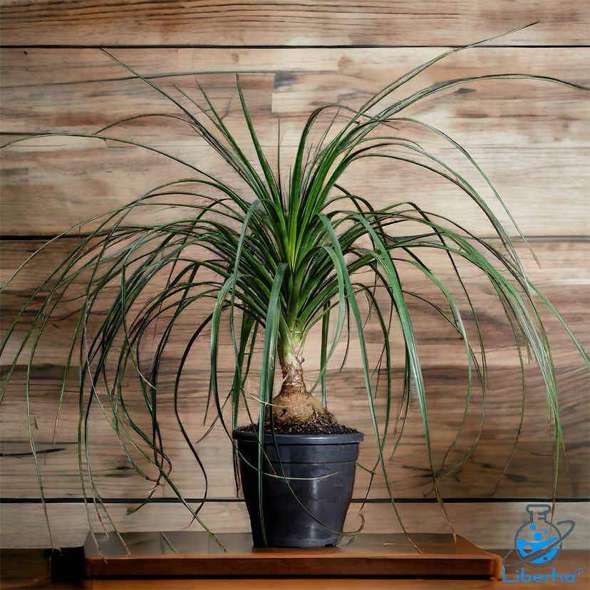 Liberha Planta Pata De Elefante De La Familia Beaucarnea Rec