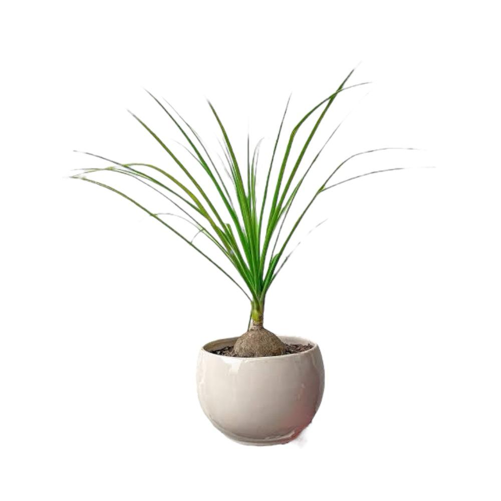 Liberha Planta Pata De Elefante De La Familia Beaucarnea Rec