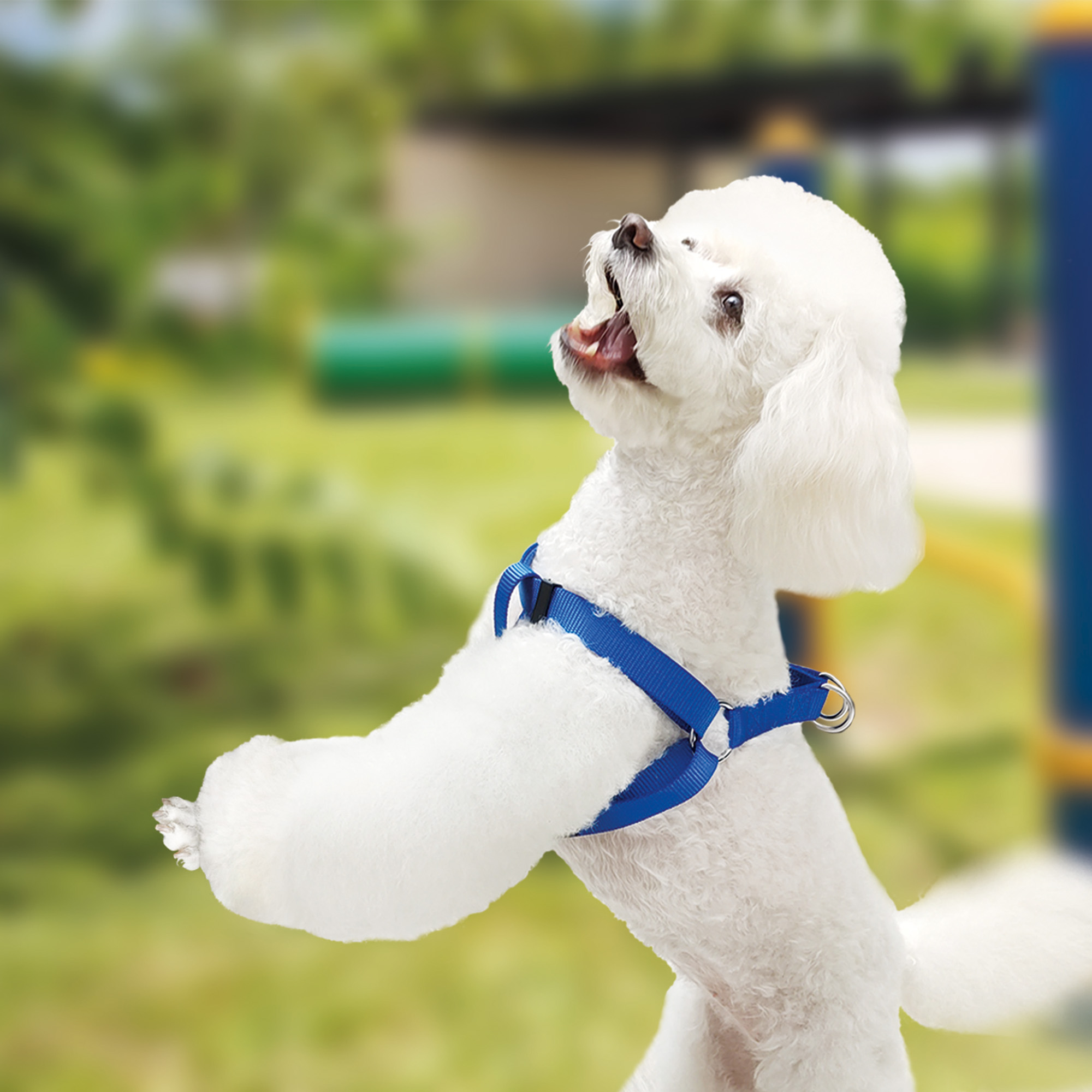 Arnés Tipo Americano para Perro Ajustable Grande Petit Azul.