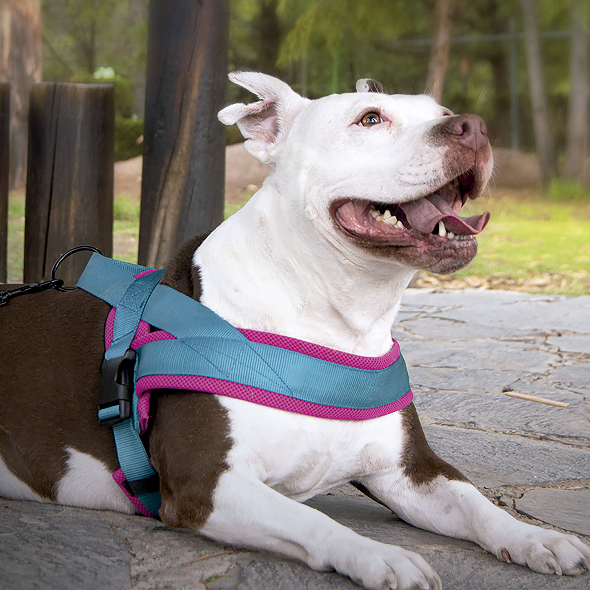 Arnés Tipo Noruego para Perro Ajustable Mediano Petit Azul.