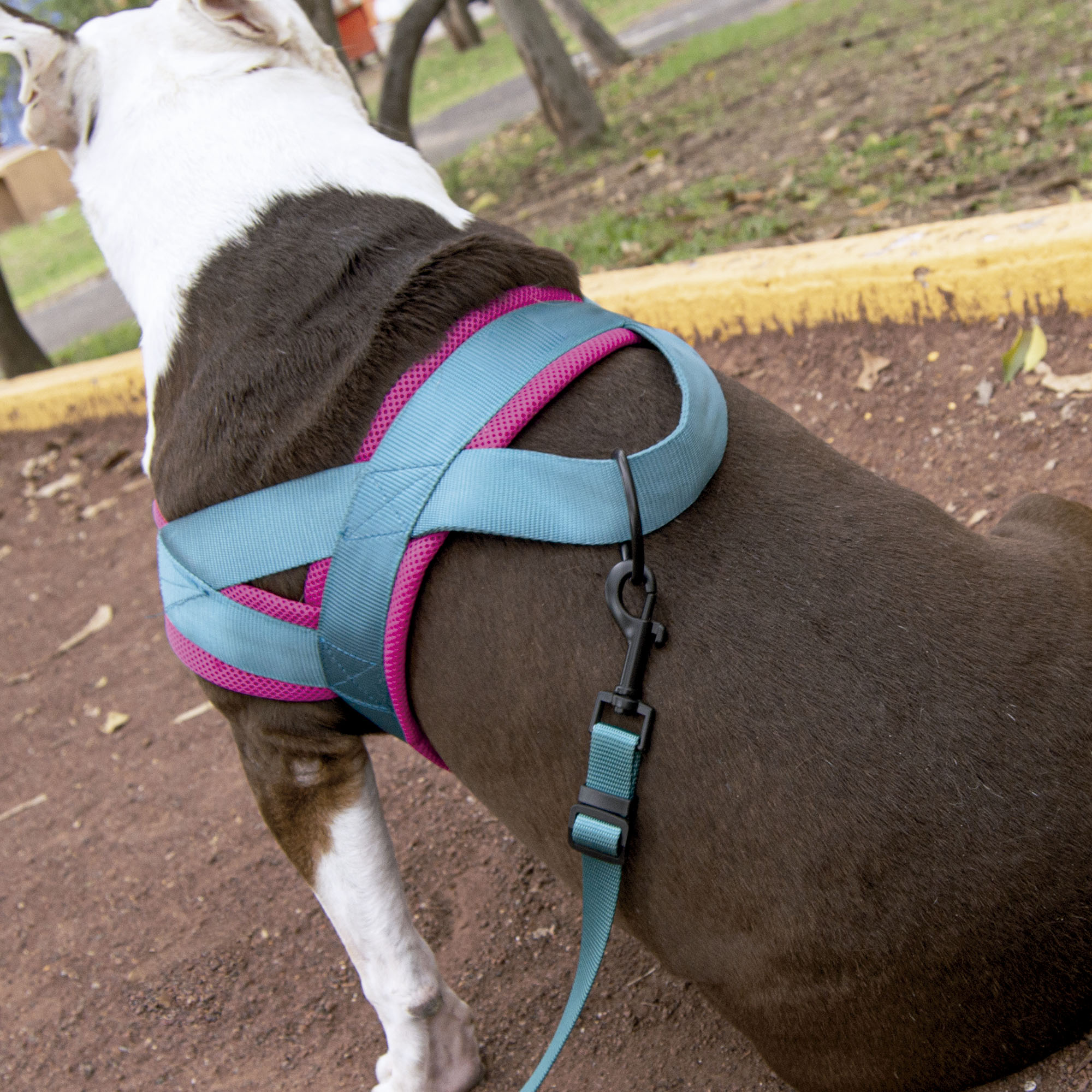 Arnés Tipo Noruego para Perro Ajustable Mediano Petit Azul.