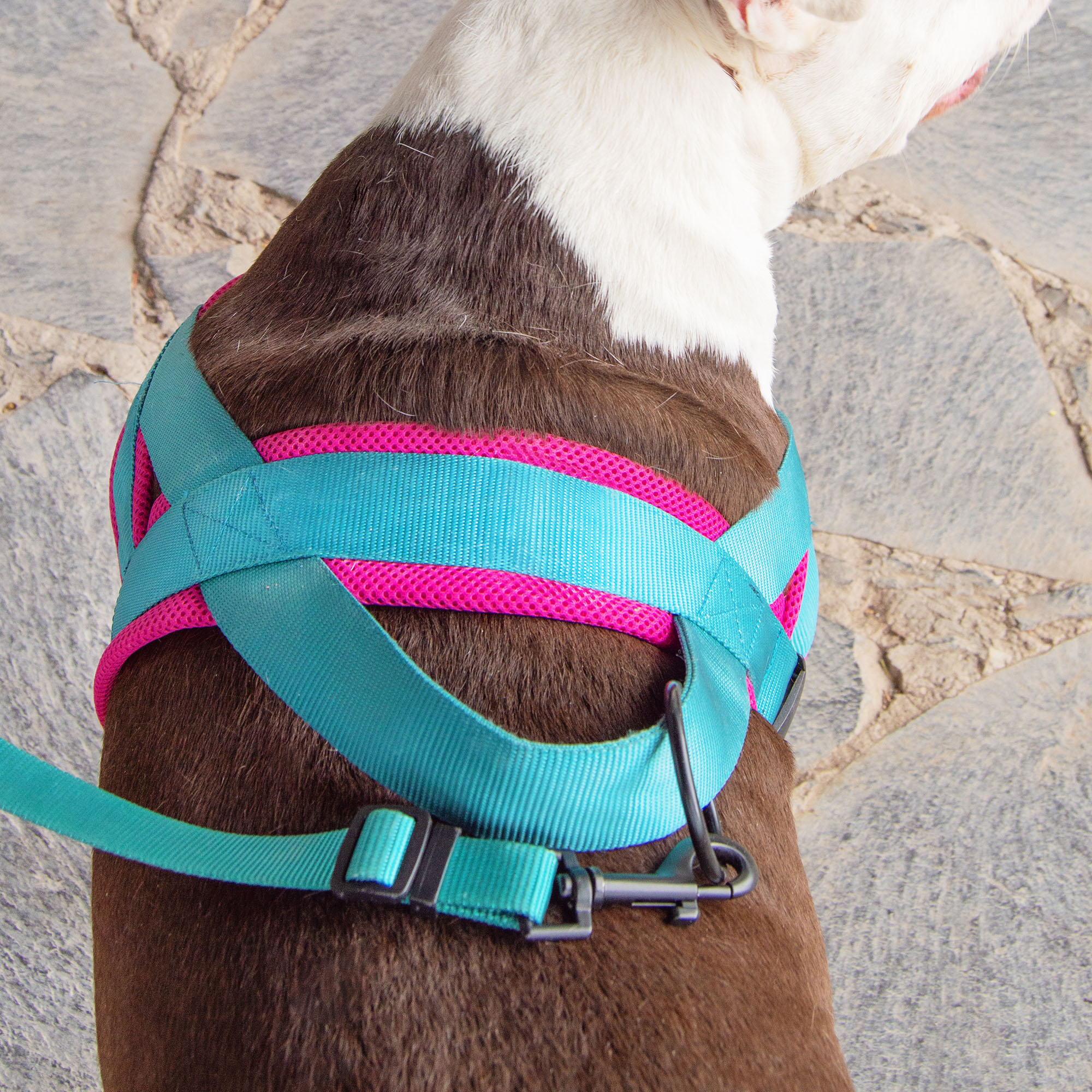 Arnés Tipo Noruego para Perro Ajustable Mediano Petit Azul.