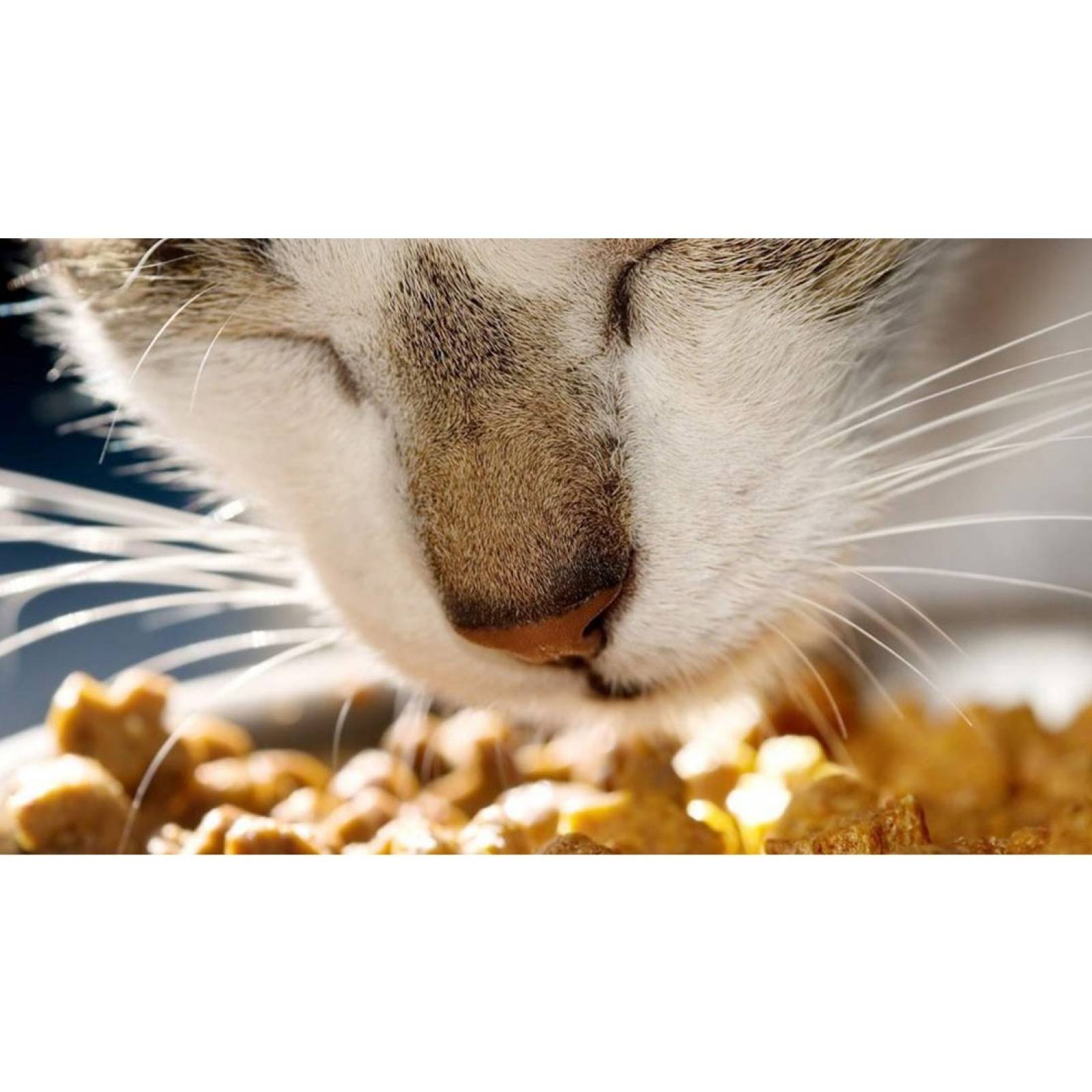 Croquetas Royal Canin 581404 Alimento Adult Feline 4.5kg