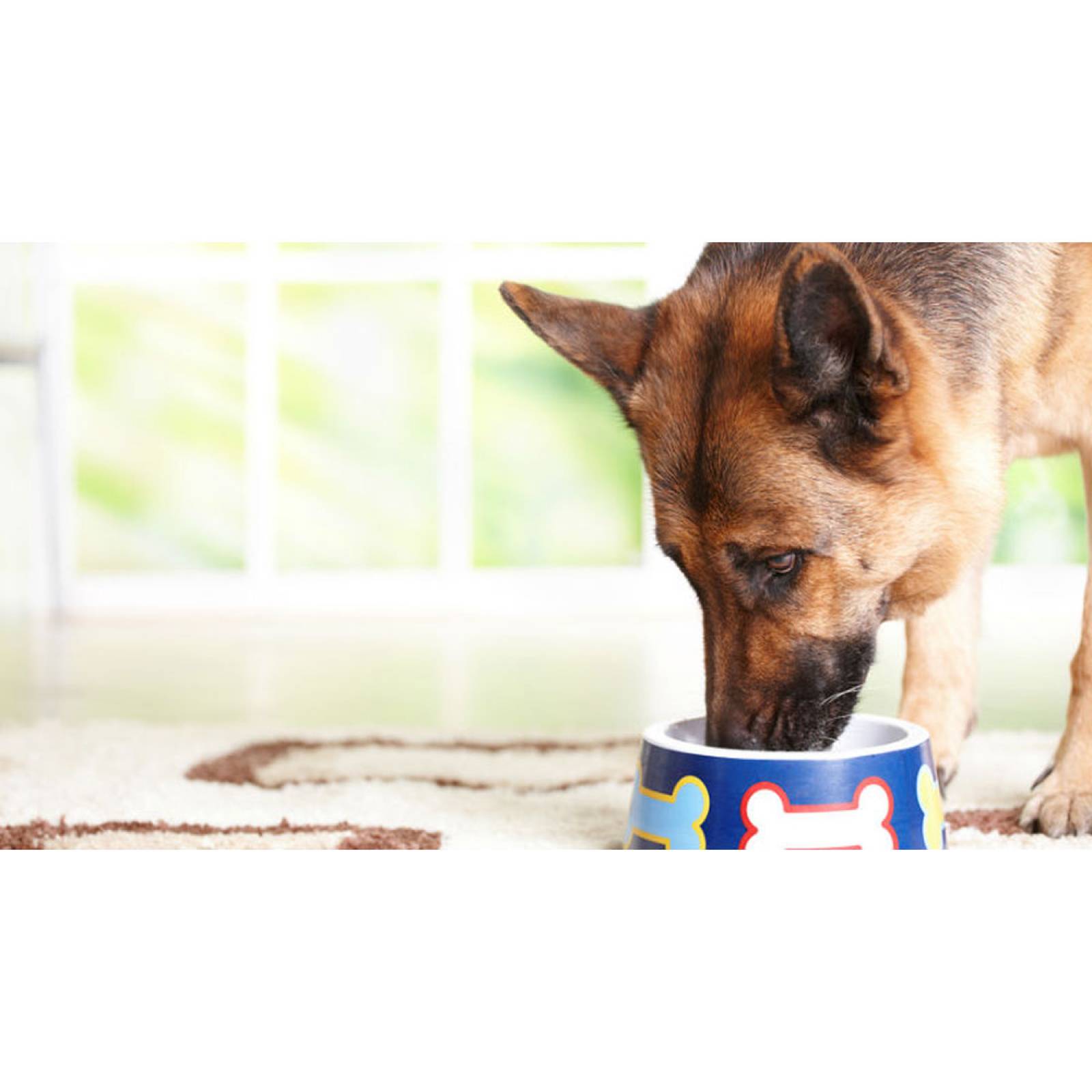 Croquetas Güesos Maitenance Alimento Perro Adulto 25 kg