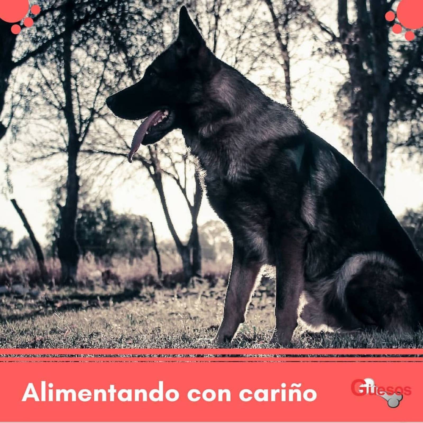 Croquetas Güesos Premium Alimento Perro Adulto 25 kg