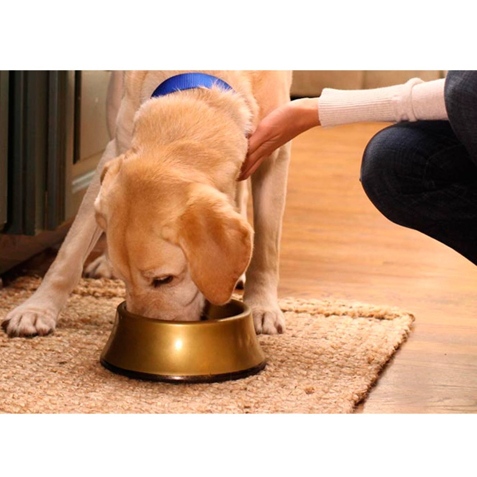 Alimento Perro Humedo Mascotas Cuidado Riñones 353 gr Hills