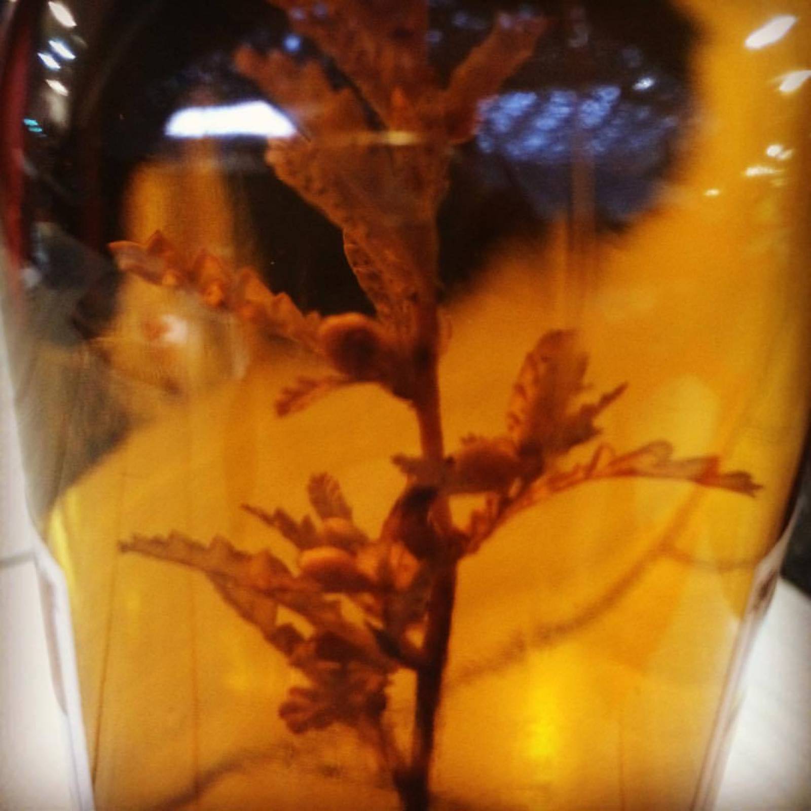 Caja De 12 Botellas De Licor De Damiana Artesanal Gourmet De Baja California Sur