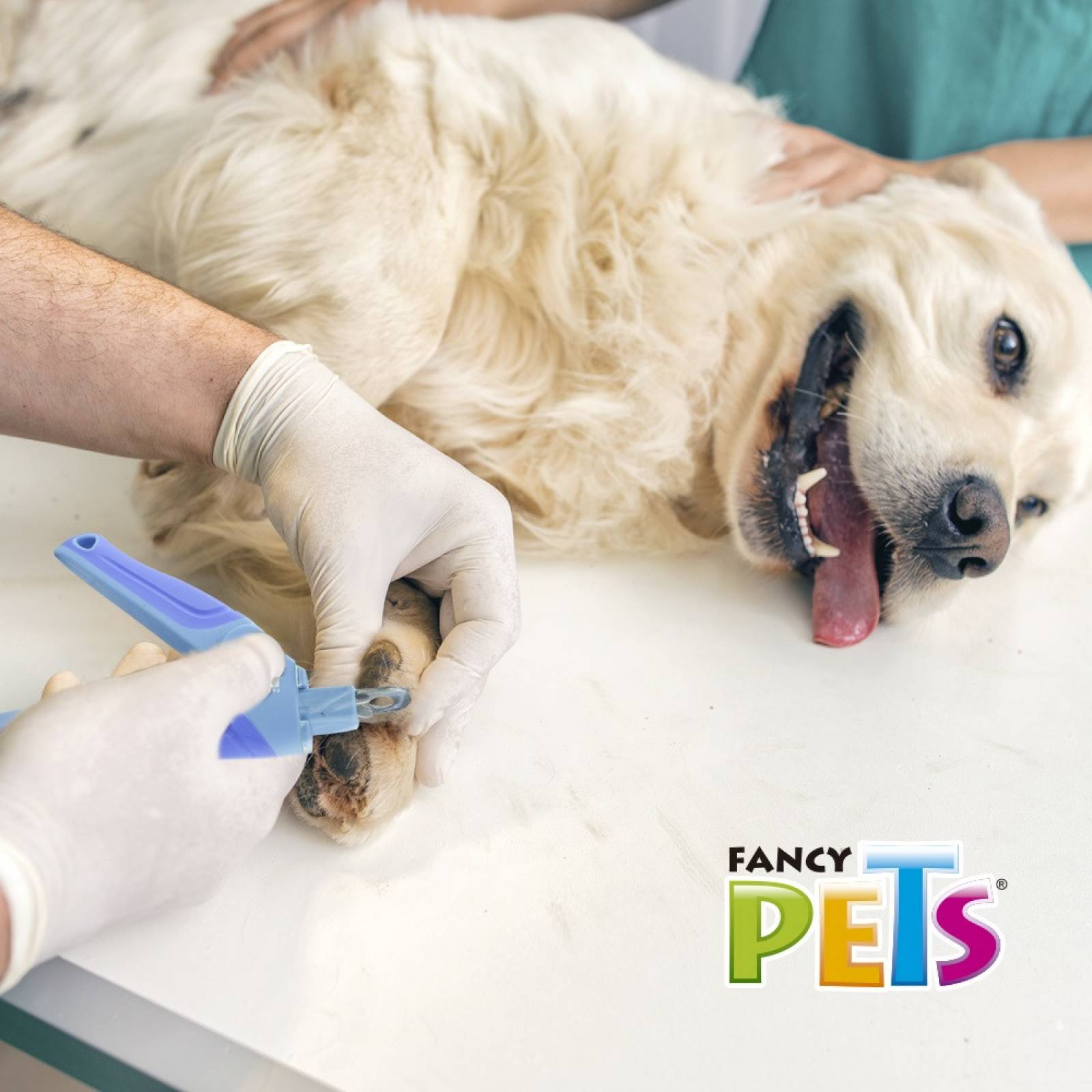 Guillotina Cortauñas Mango Ergonómico P/Perro Fancy Pets