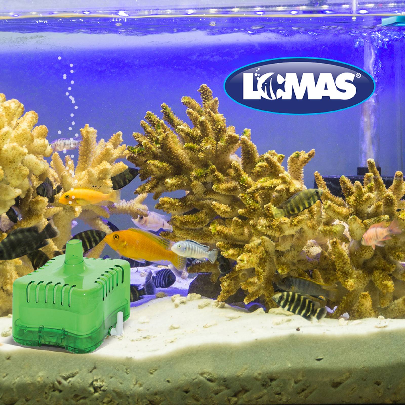 Filtro Interno Caja Verde 25L C/ Material Filtrante Lomas.