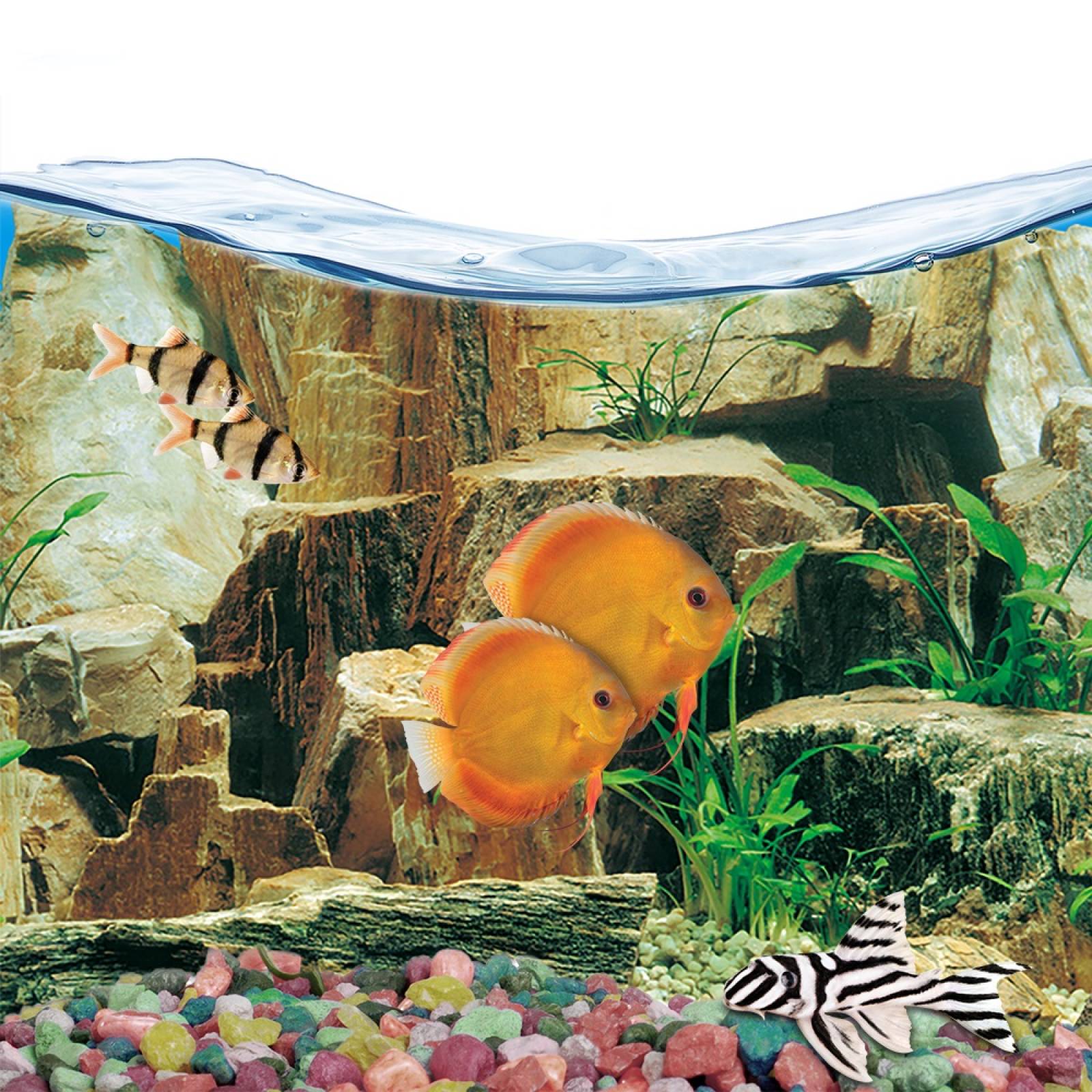 Respaldo Doble Vista Acuario Troncos Rocoso 50cm Lomas