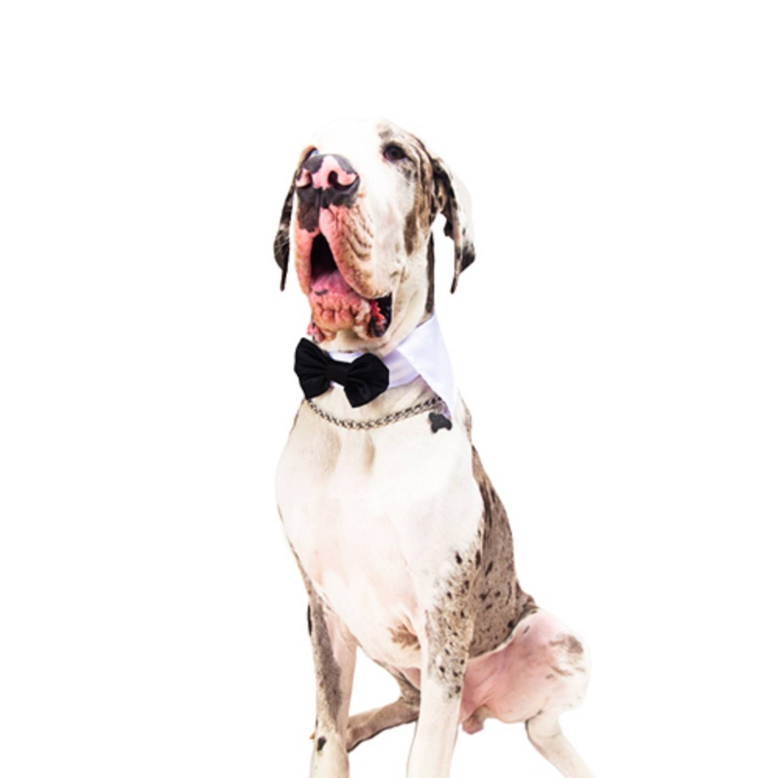 Moño Gala Elegante P/ Perro Poliéster Negro/Blanco Pet Pals