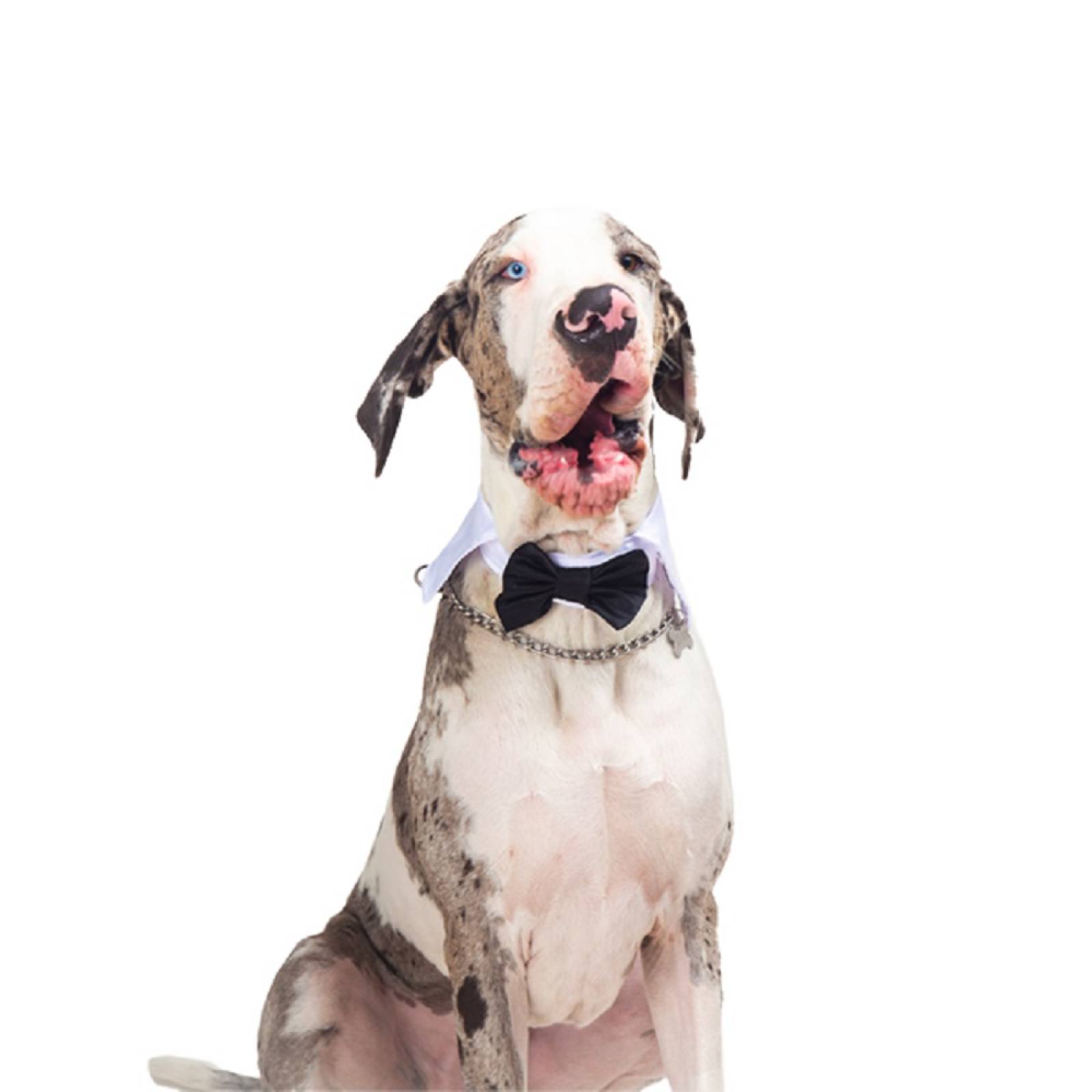 Moño Gala Elegante P/ Perro Poliéster Negro/Blanco Pet Pals