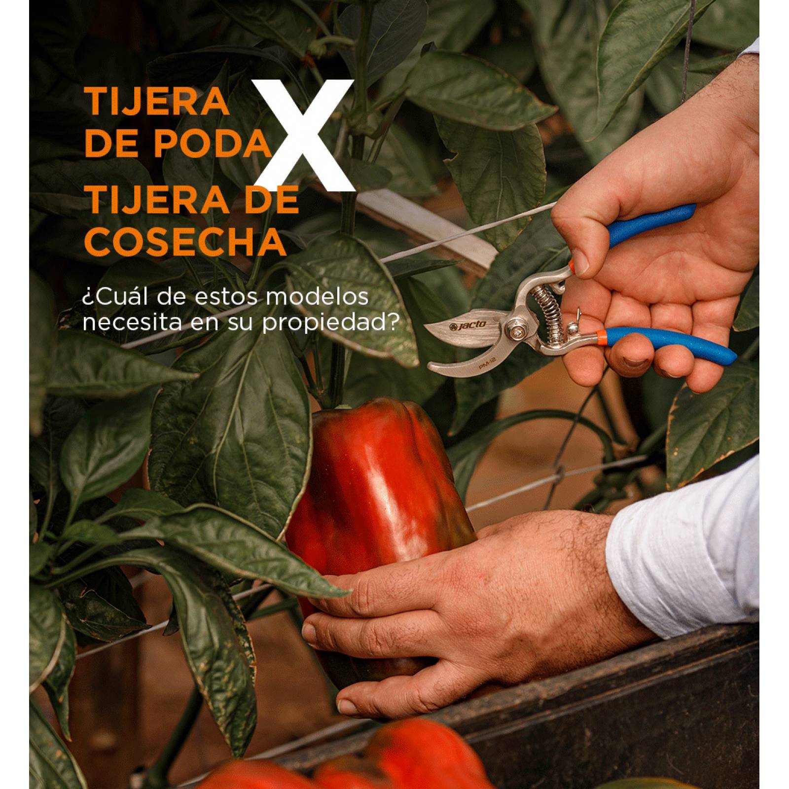 Tijera Cosecha Profesional Ligero Acero Carbono PM-12 Jacto