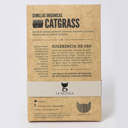 Catgrass pasto para gato de avena