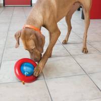 Kong Gyro Juguete Para Perro Dispensador De Premios Gde