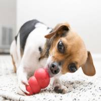 Kong Clasico Juguete Dispensador De Premios Para Perro Rojo Xgde