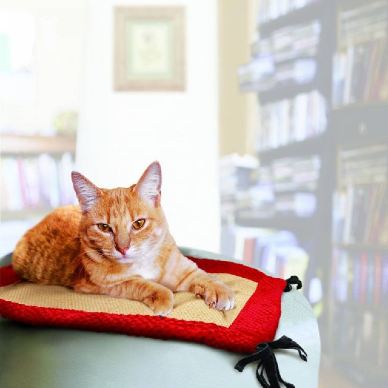 Kong Active Tapete de Juegos para Gato