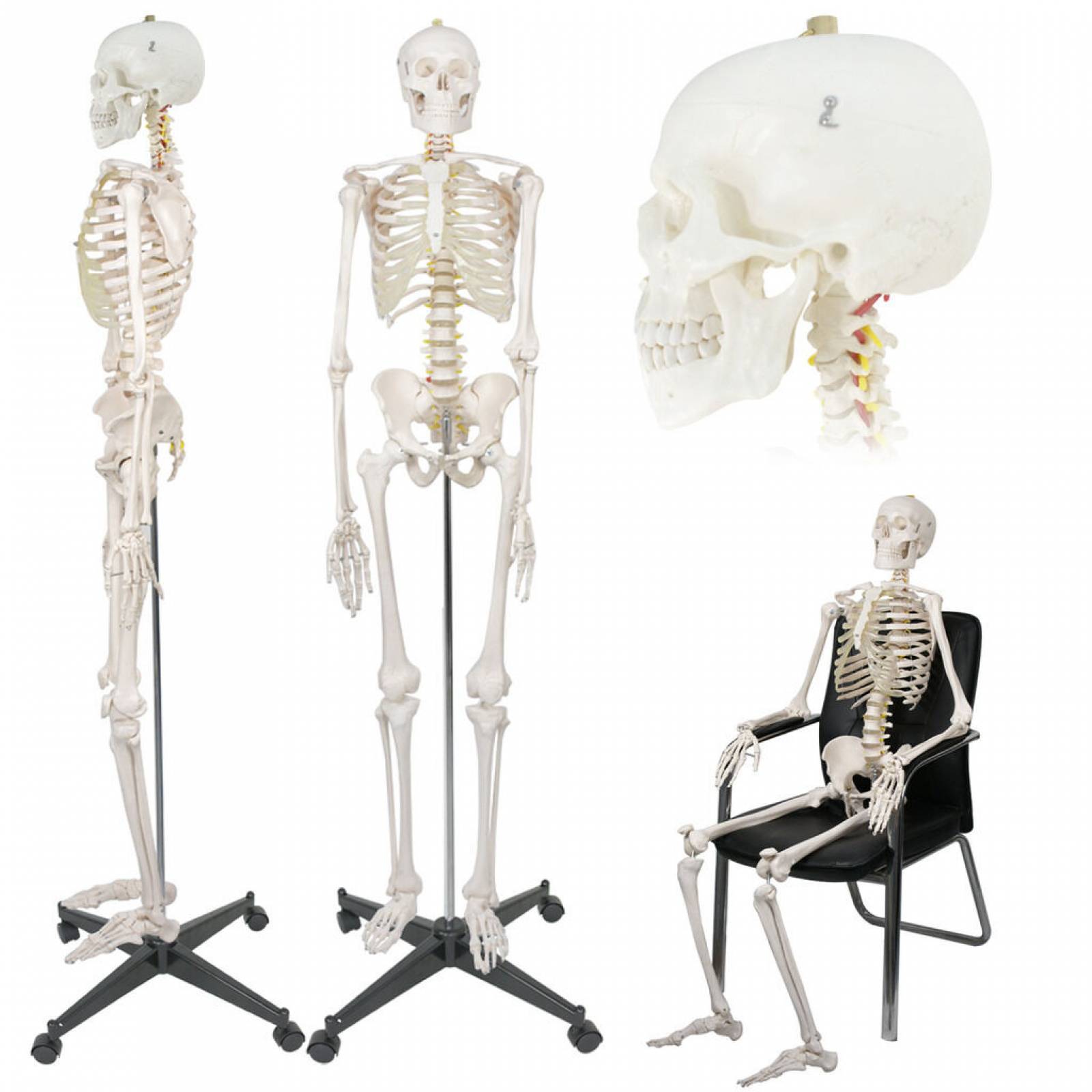 Esqueleto Humano Modelo Anatómico Tamaño 18m D01 1205 G2