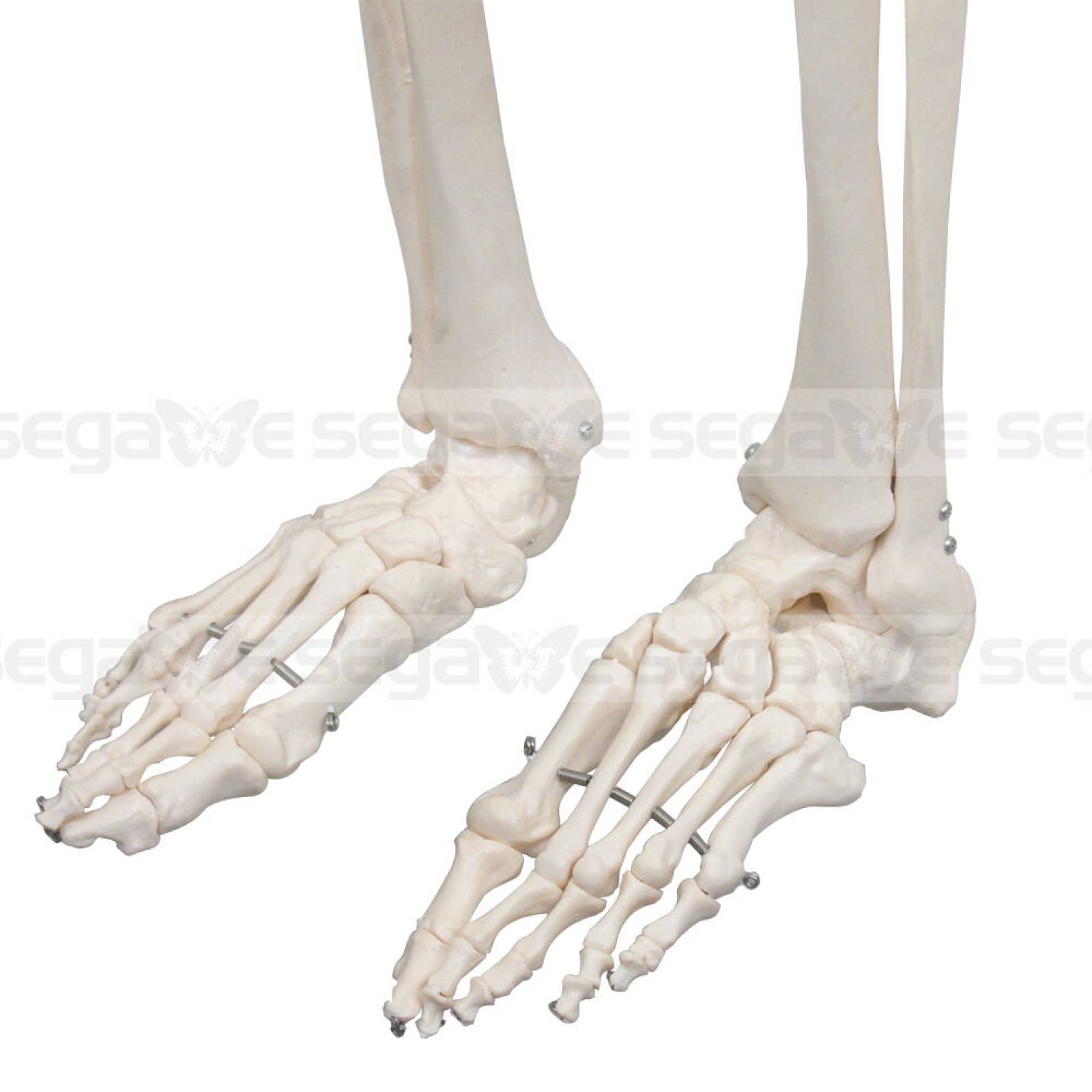 Esqueleto Humano Modelo Anatómico Tamaño 18m D01 1205 G2