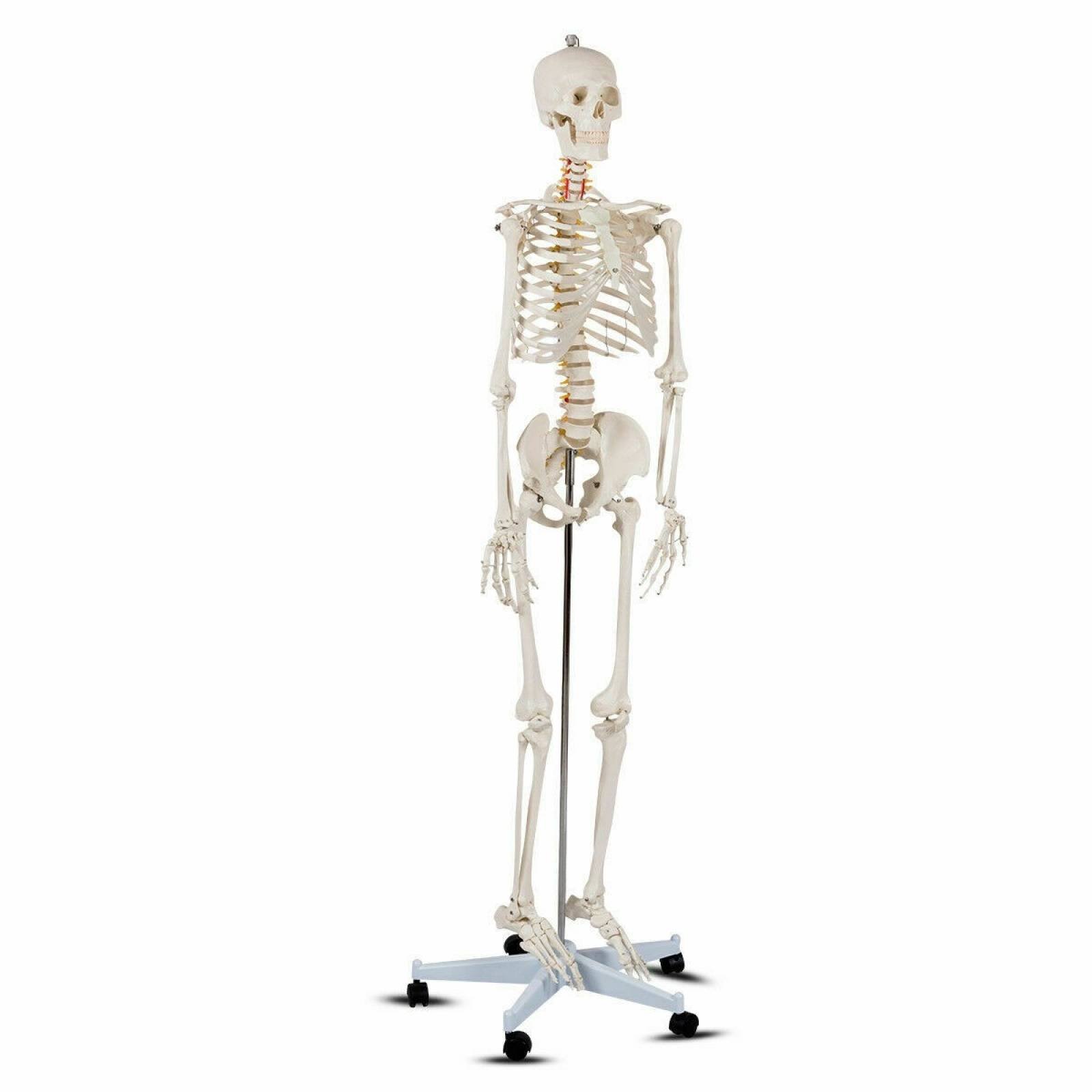  Esqueleto Humano Modelo Anatómico Tamaño 18m MOD AP2090