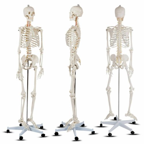  Esqueleto Humano Modelo Anatómico Tamaño 18m MOD AP2090