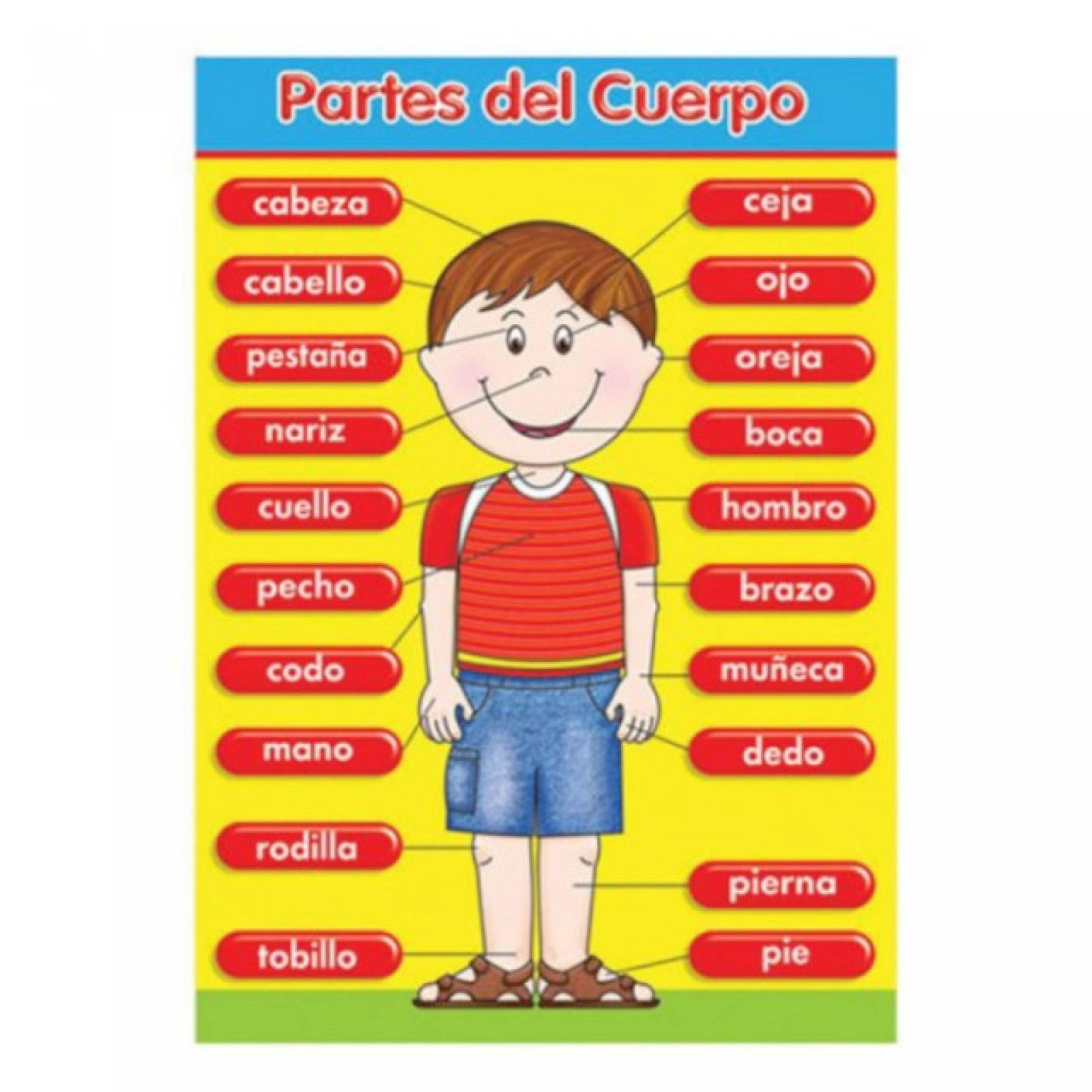 Póster didáctico Grande: Partes de Cuerpo (50 x 70 cm)