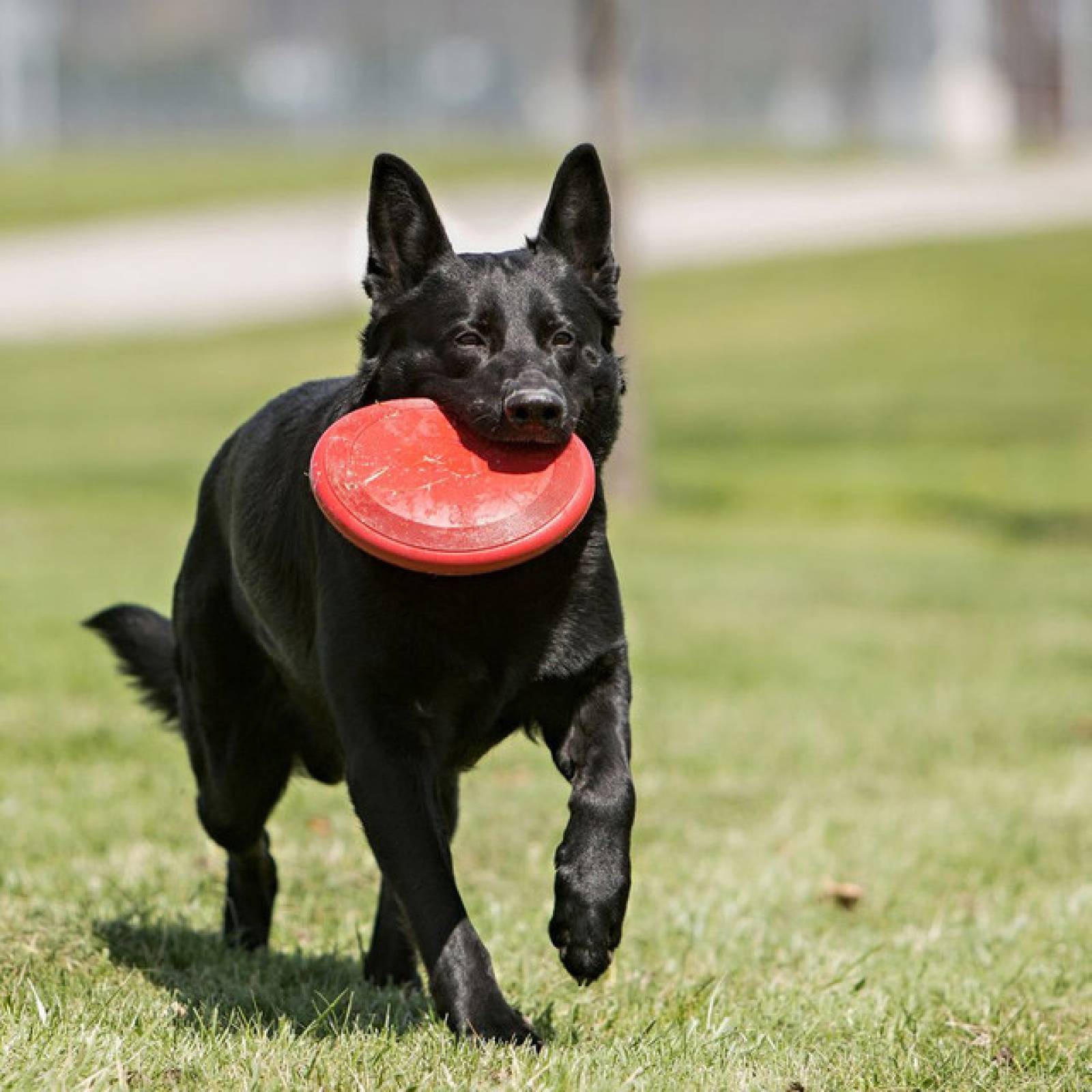 kong para perros grandes