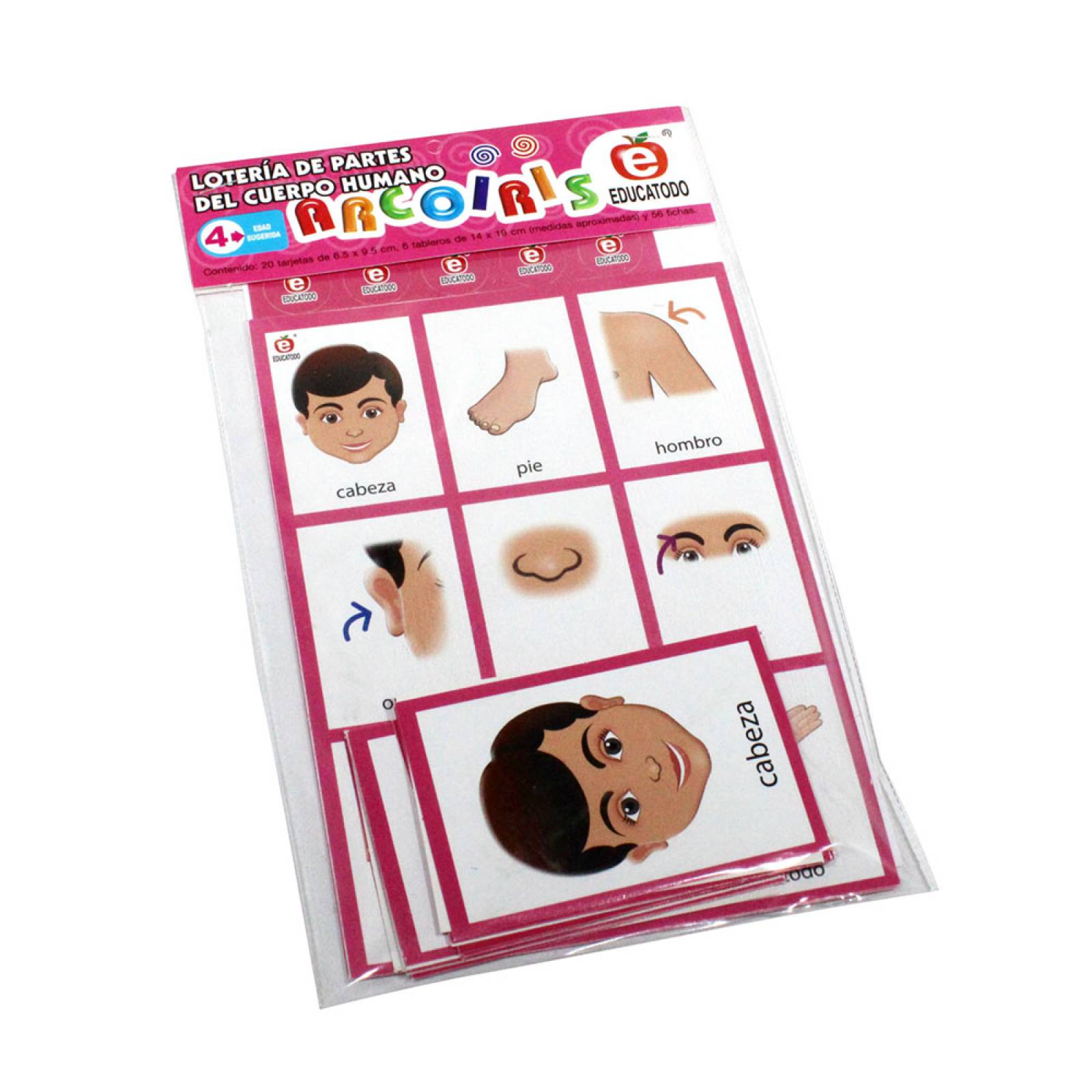 Lotería Arcoíris De Partes Del Cuerpo Humano
