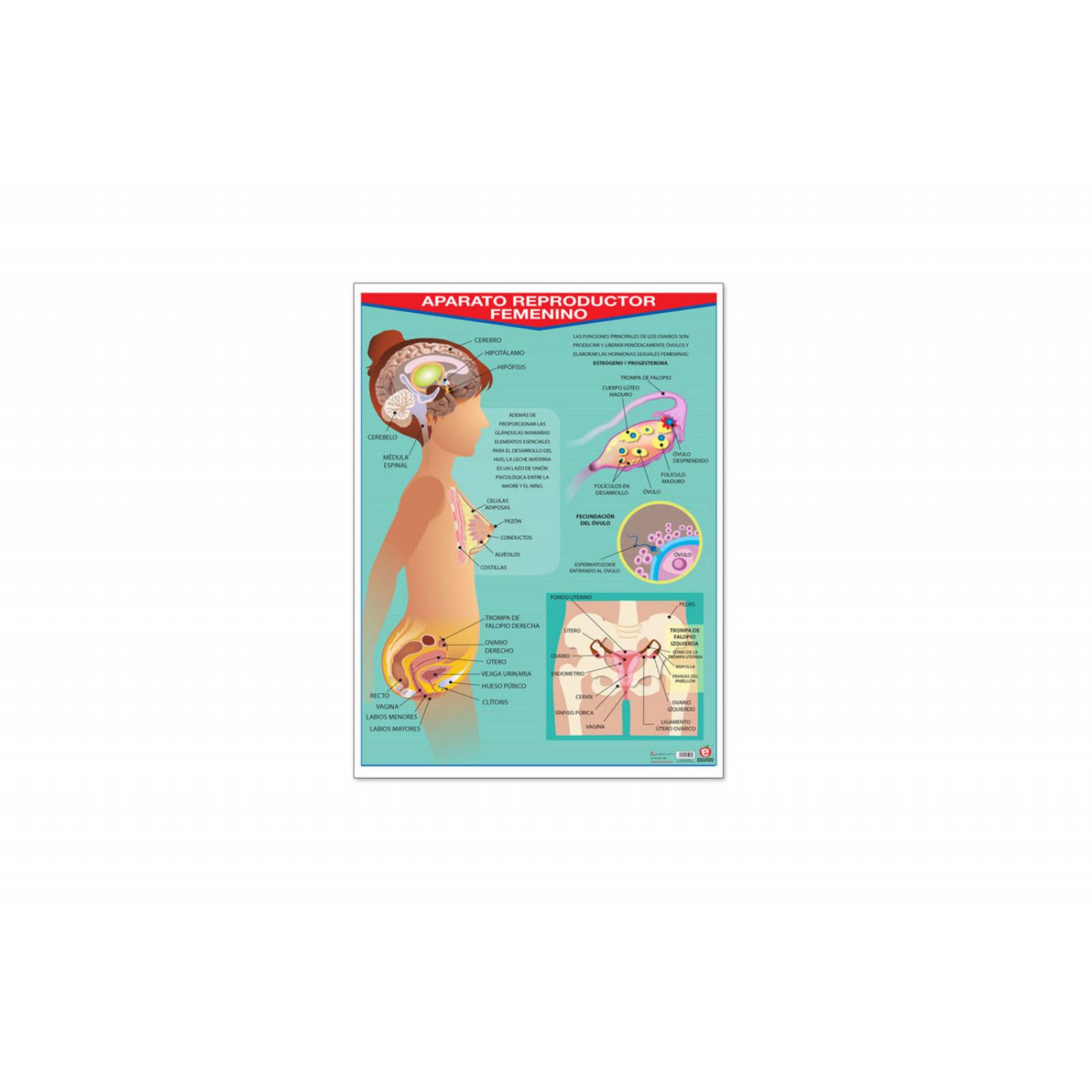 POSTER APARATO REPRODUCTOR FEMENINO