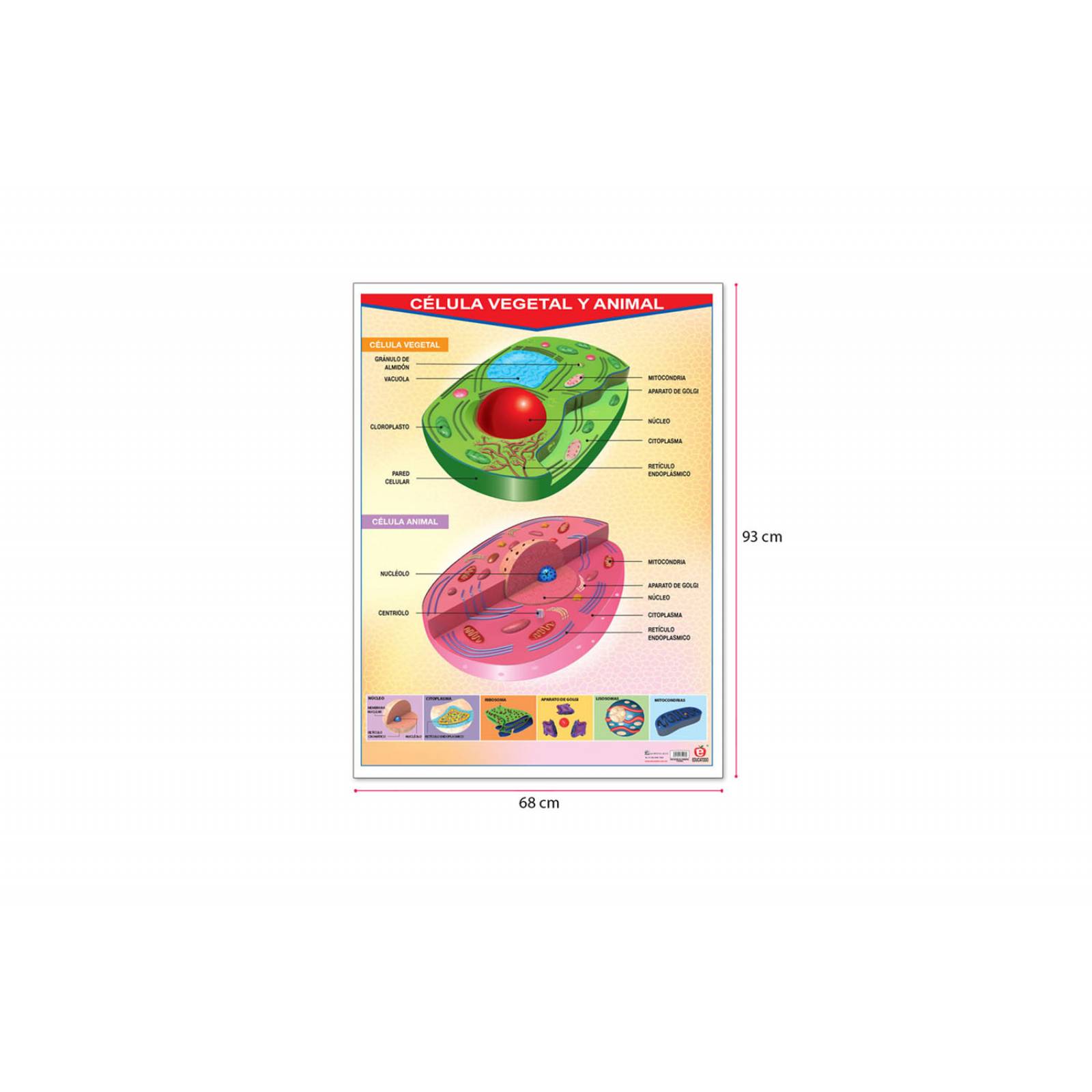 POSTER CELULA VEGETAL Y ANIMAL