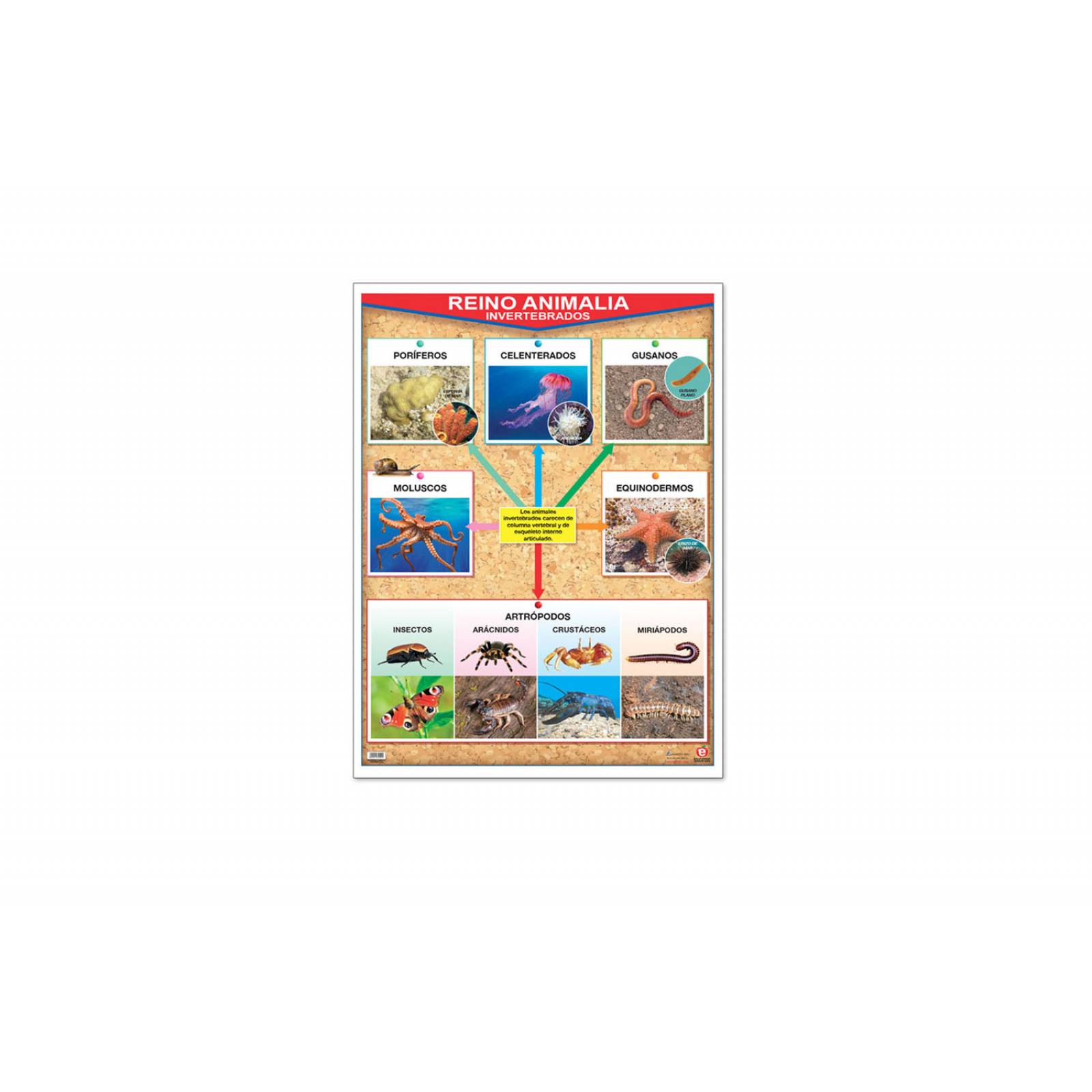 POSTER REINO ANIMALIA INVERTEBRADOS / VERTEBRADOS
