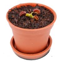 Planta Carnivora Venus Atrapamoscas Ecovoraz 2Cm