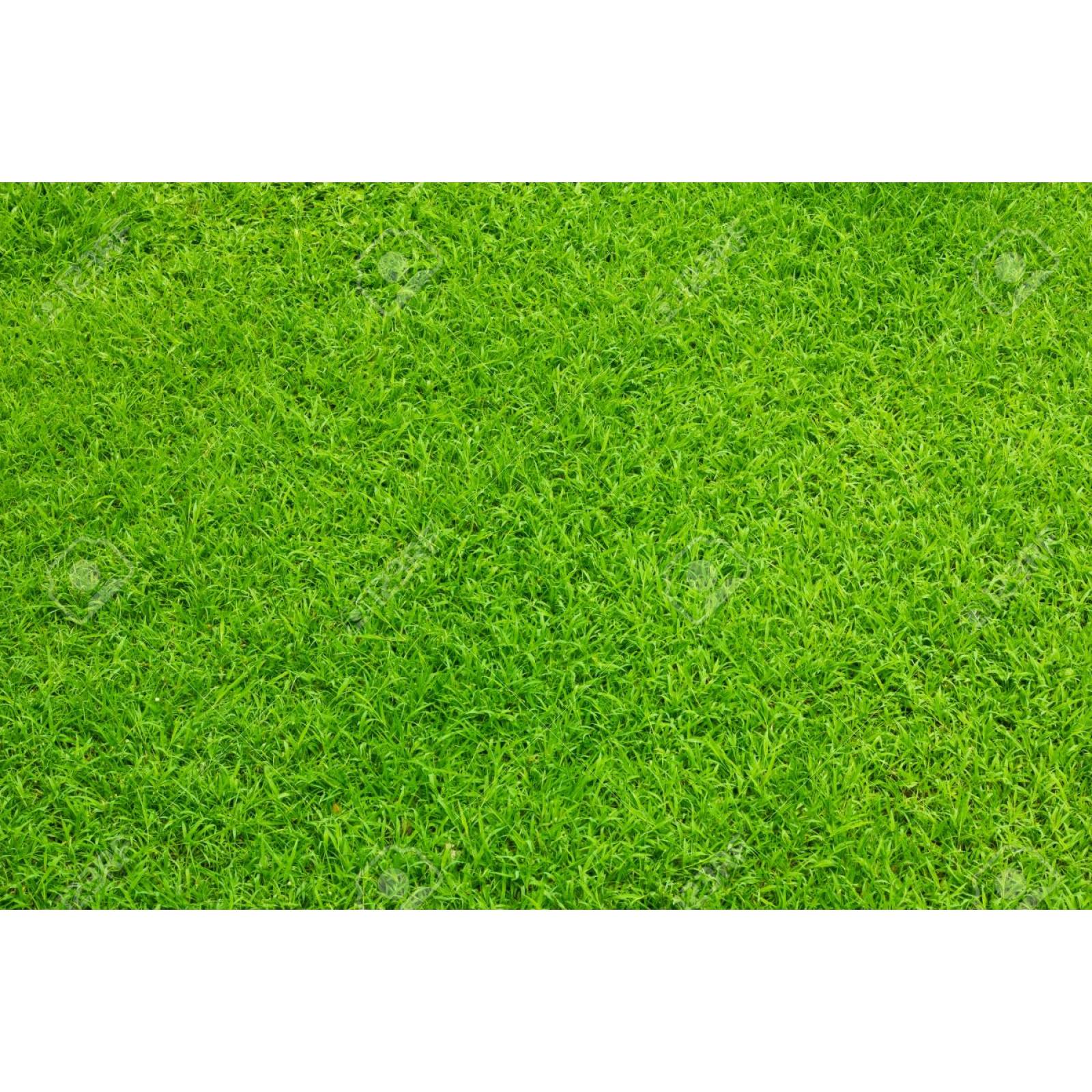 Semilla de pasto sol 450 gr.
