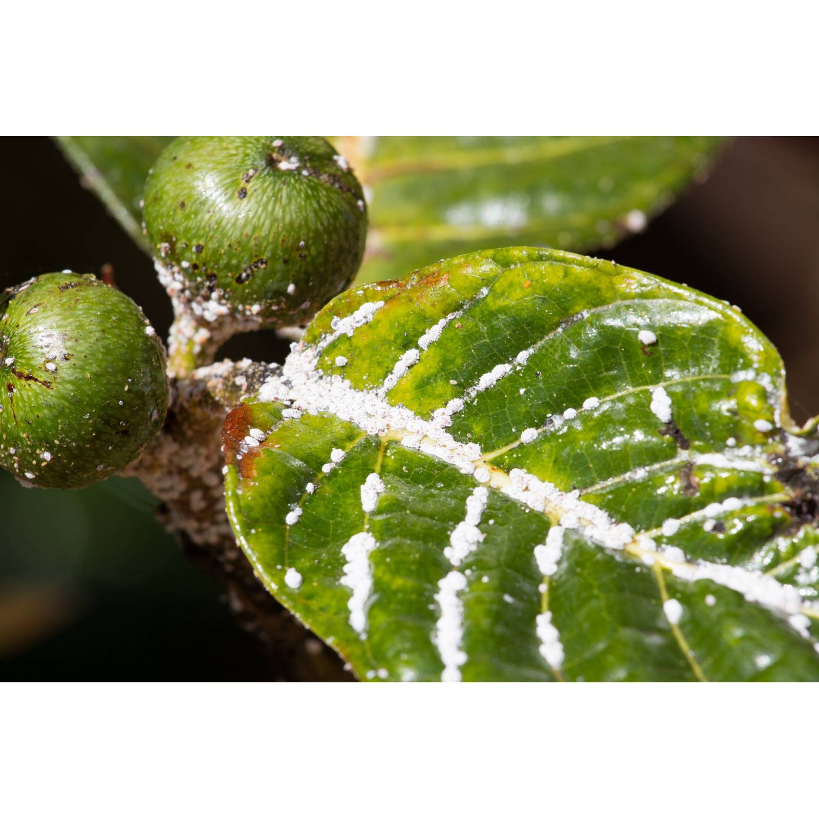 Neemacar. Insecticida orgánico con acetie de Neem y canela. Huerto