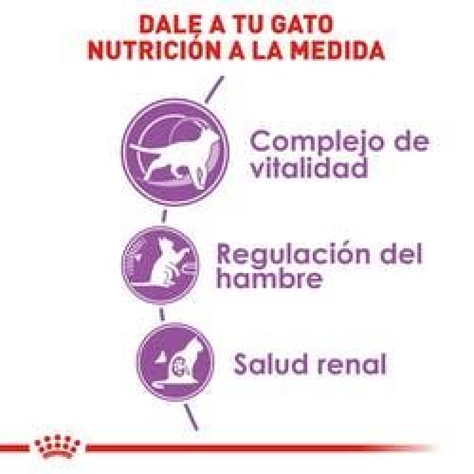 Alimento para gato Royal Canin Intense Beauty Wet Loaf Lata 165Gr 