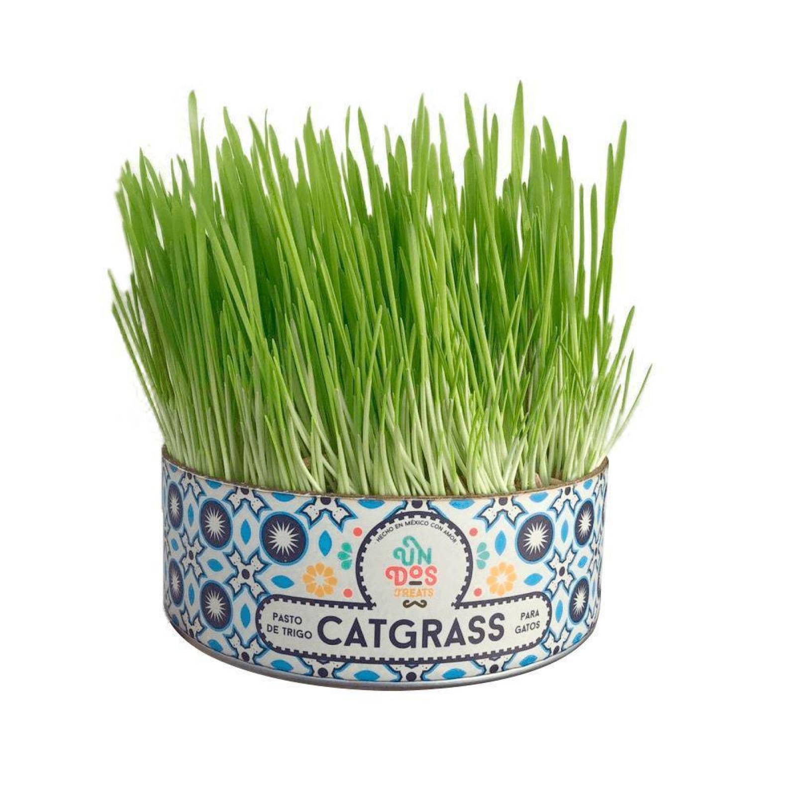 Catgrass para Gato UnDosTreats Pasto de Trigo Premio 