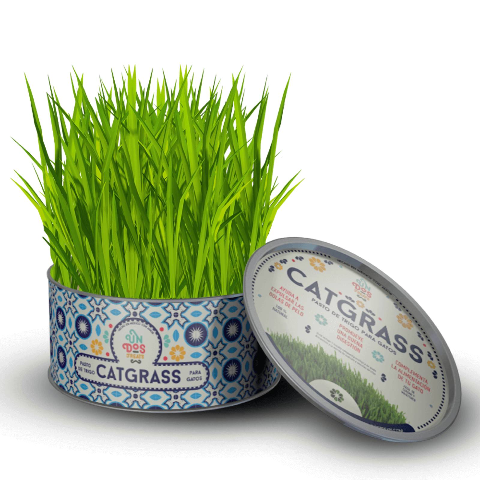 Catgrass para Gato UnDosTreats Pasto de Trigo Premio 