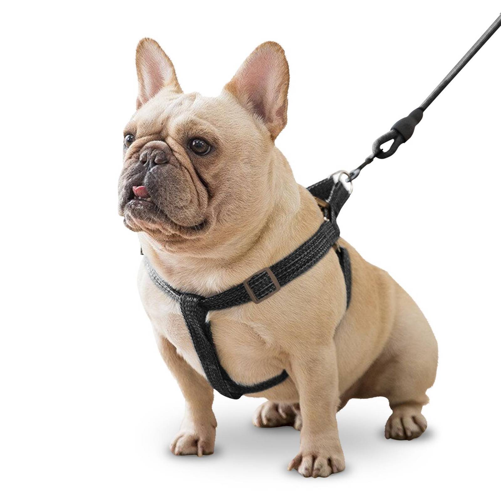 Arnés y Correa Mascretta para Perro 