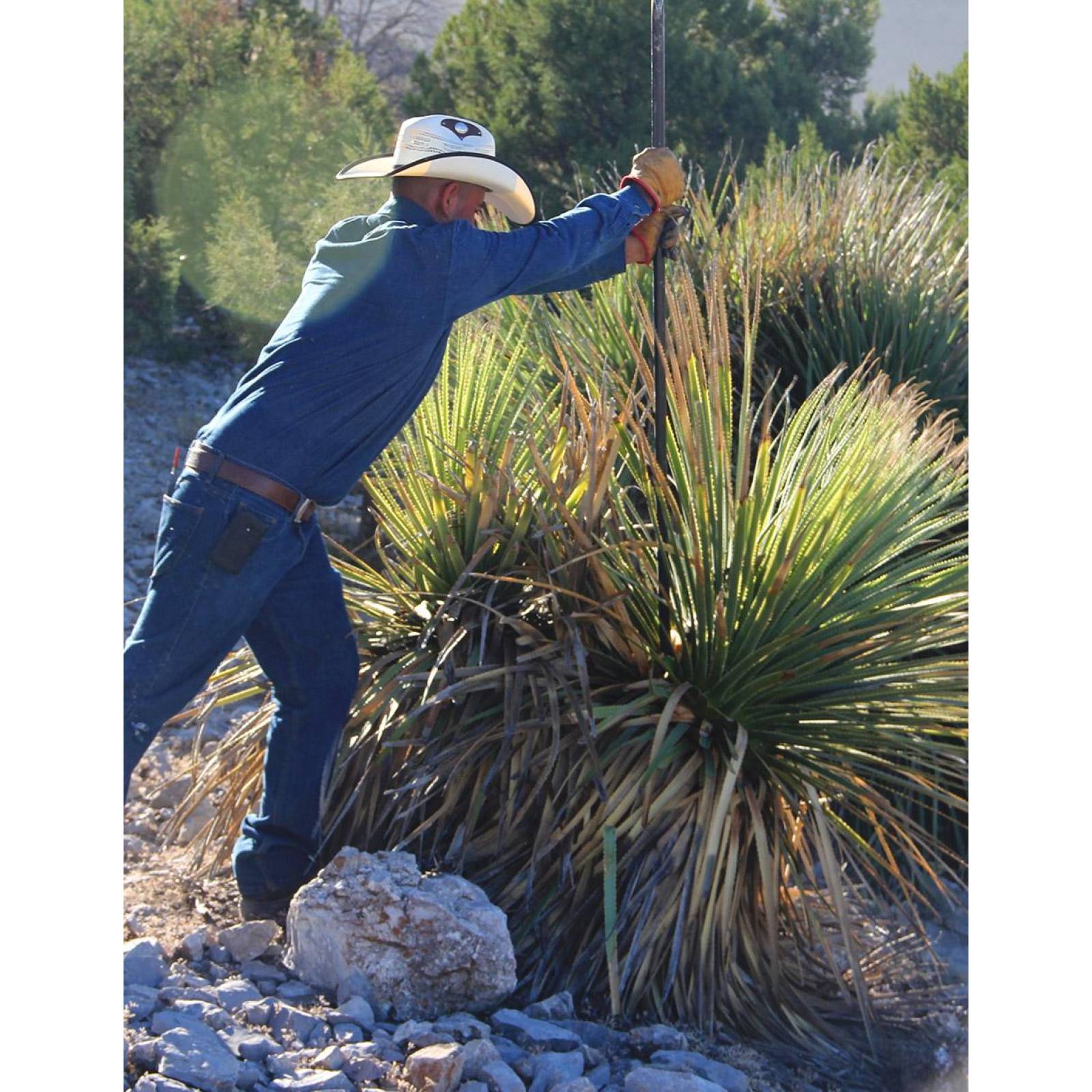 Sotol Sotomayor Leiophyllum Blanco 750ml 44 