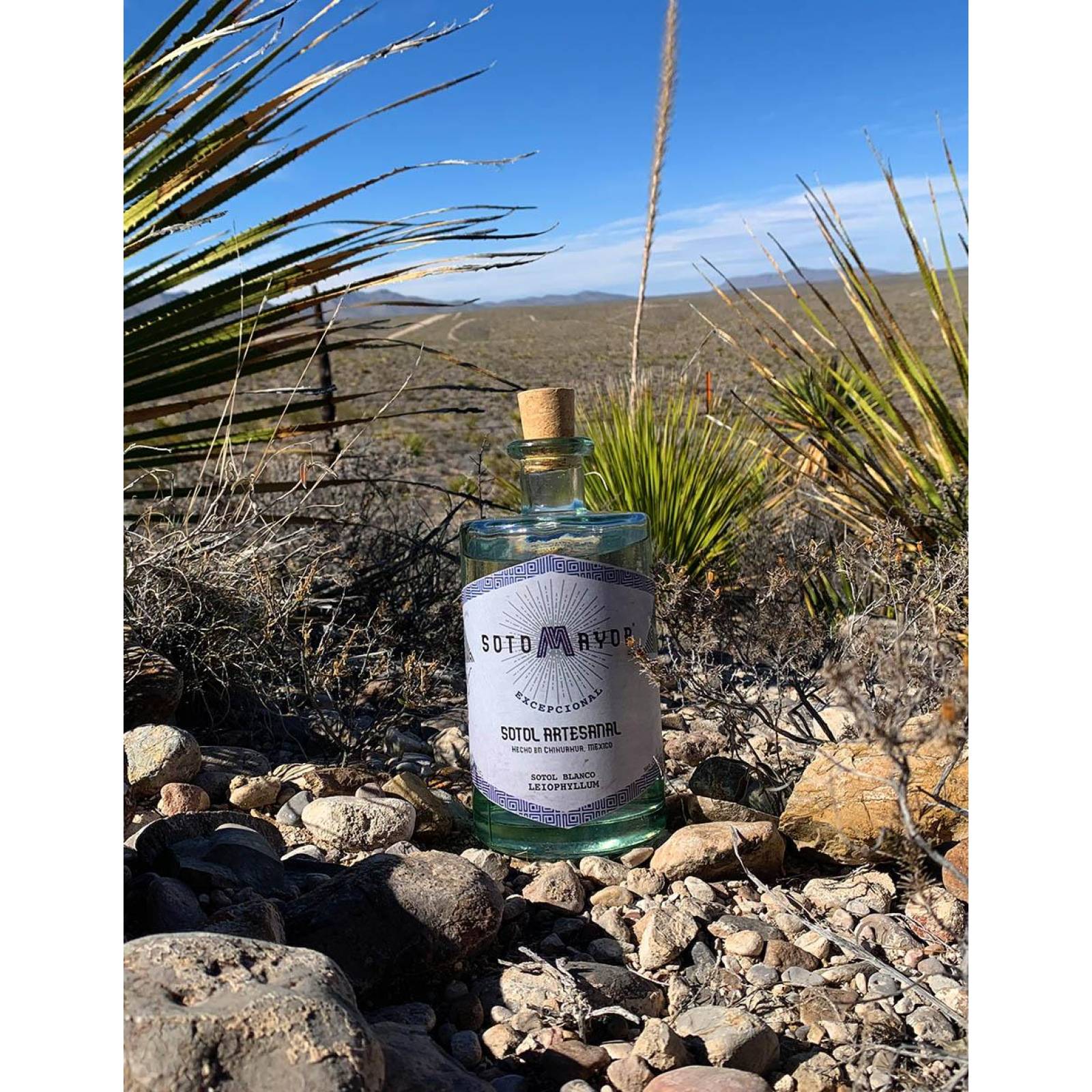 Sotol Sotomayor Leiophyllum Blanco 750ml 44 