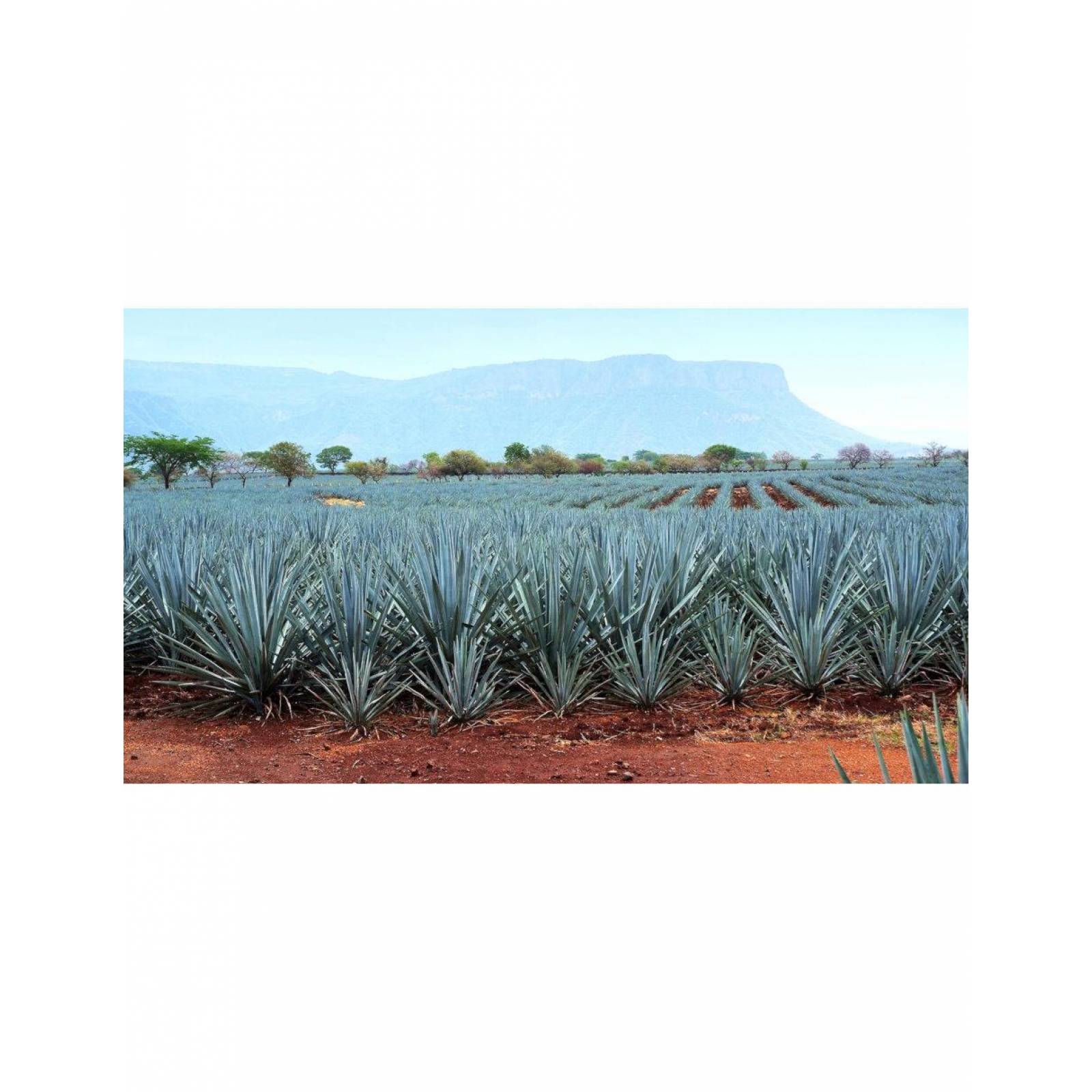Pack de 4 Tequila Cabrito Reposado de 950 ml + mini 250 ml 