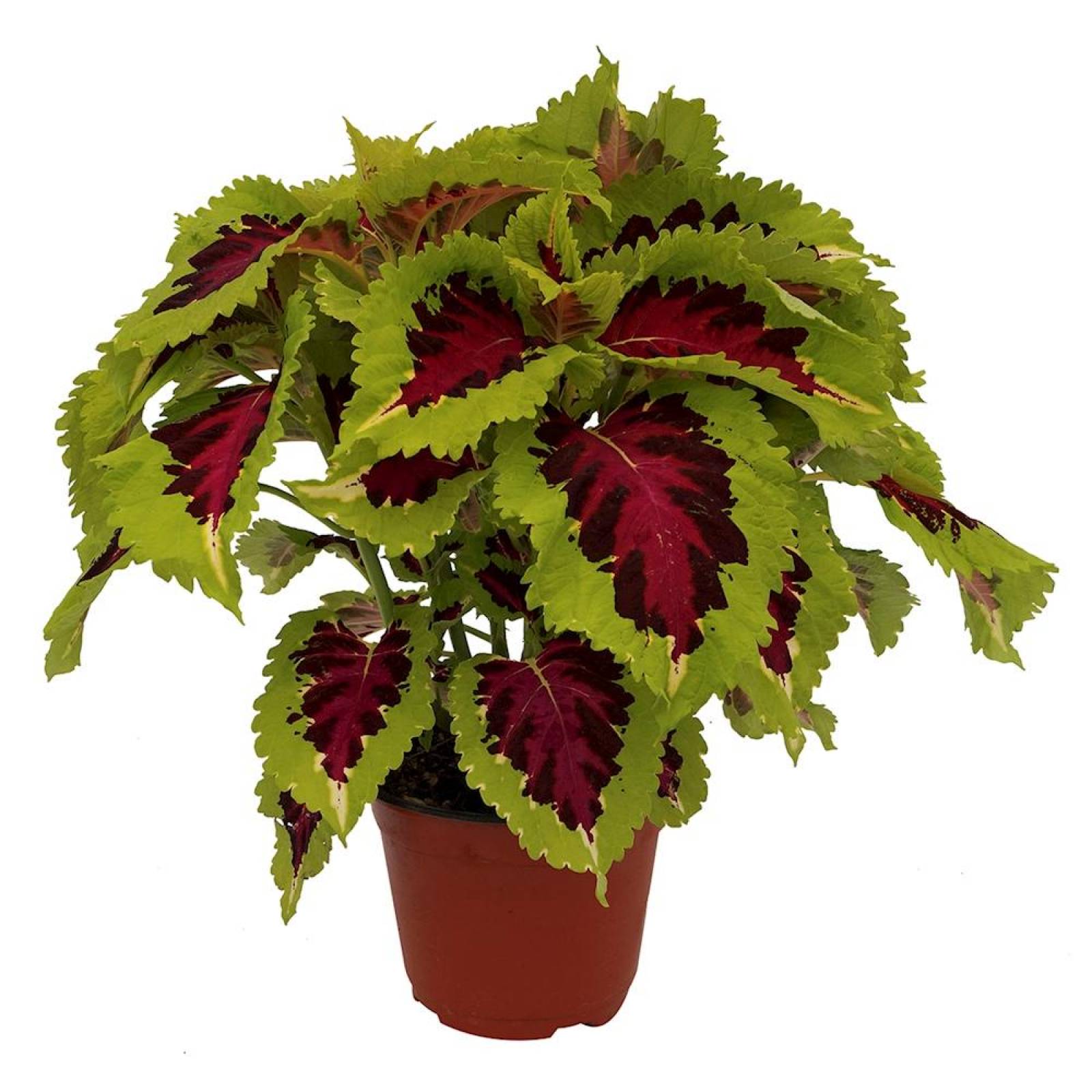 PLANTA COLEO KONG NATURAL VERDE 35 X 35 CM