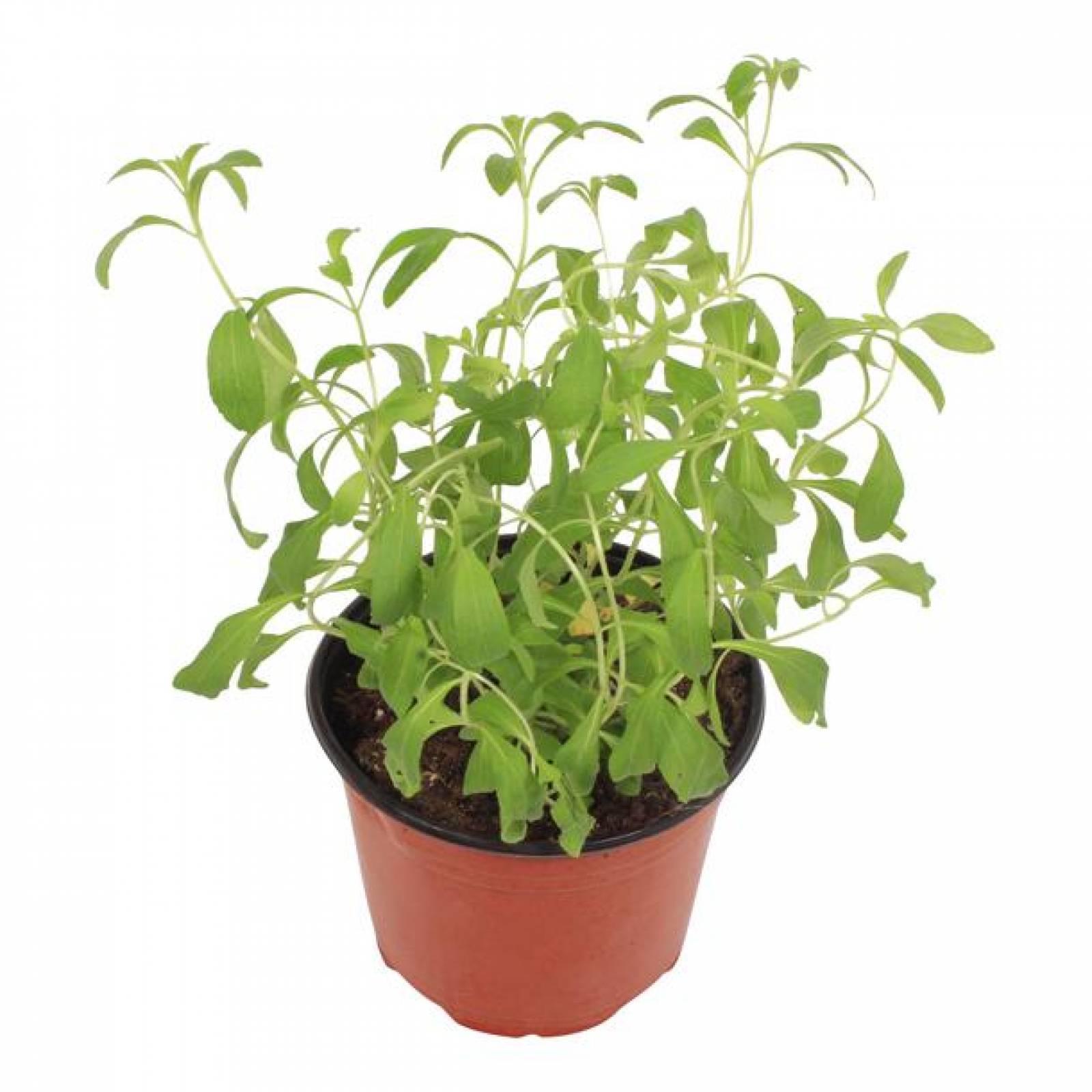 PLANTA STEVIA 6" 