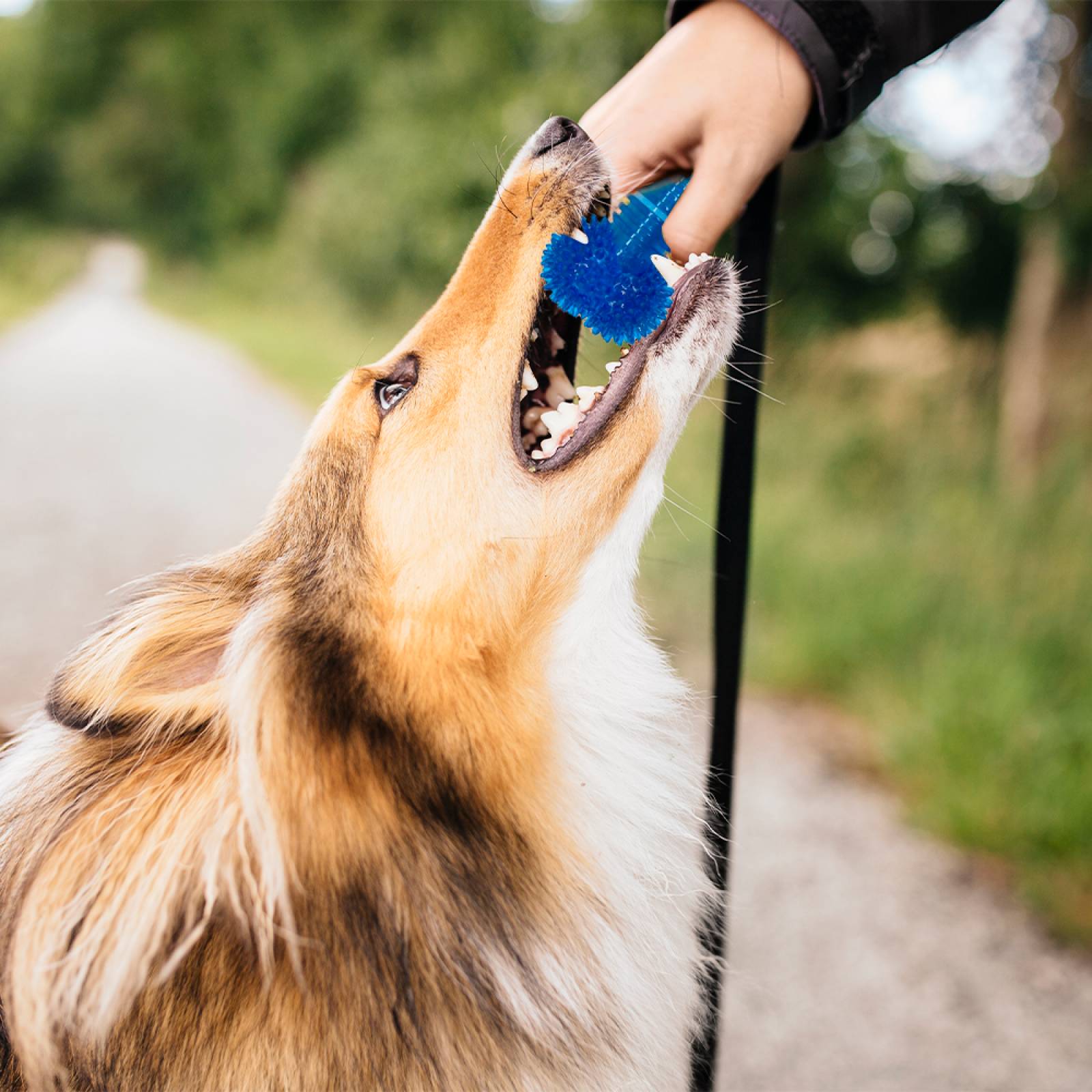 Juguete Para Perros Mascotas Cachorro Hueso Huppy De Goma Azul Juguete Dental