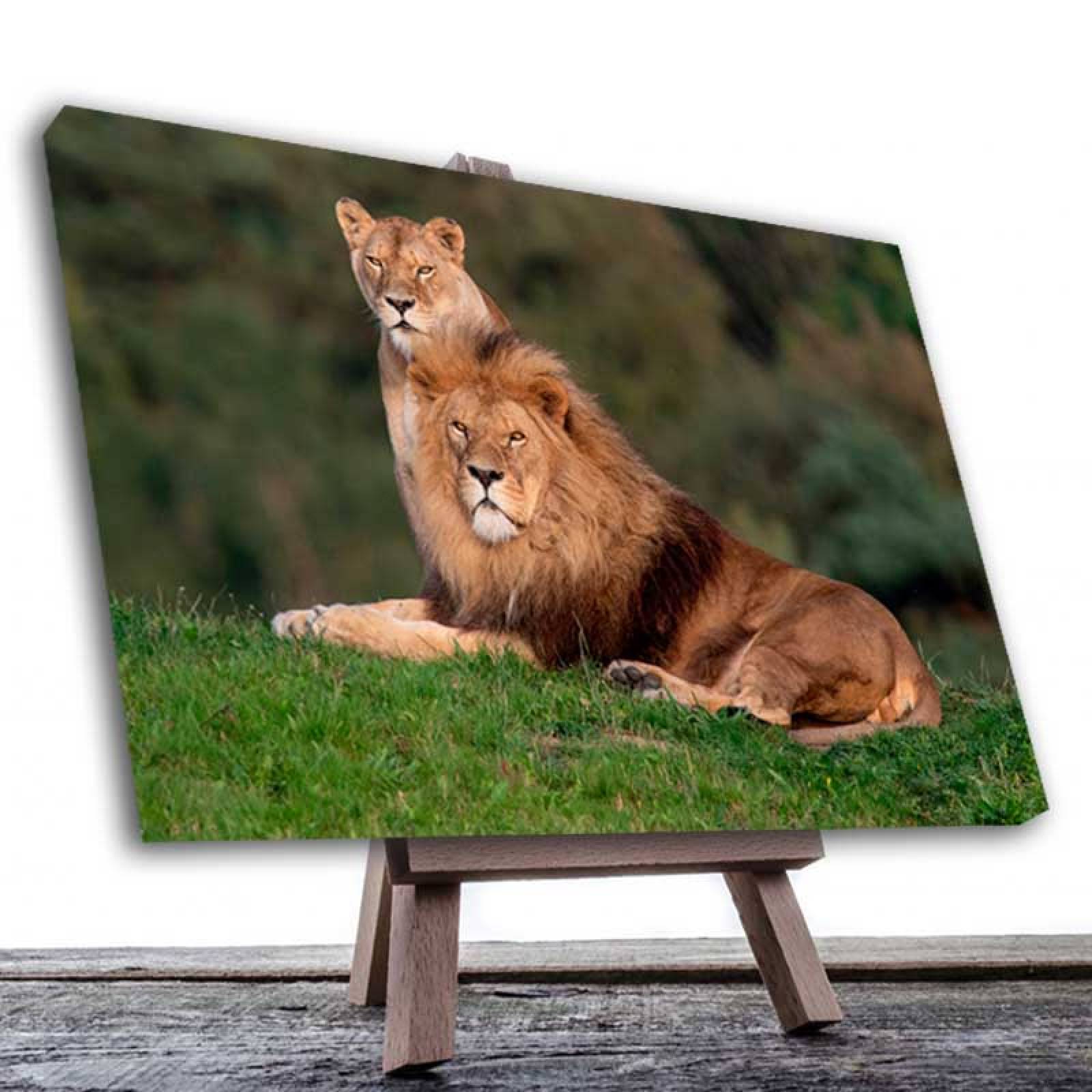 Cuadro Decorativo Canvas Pareja de Leones