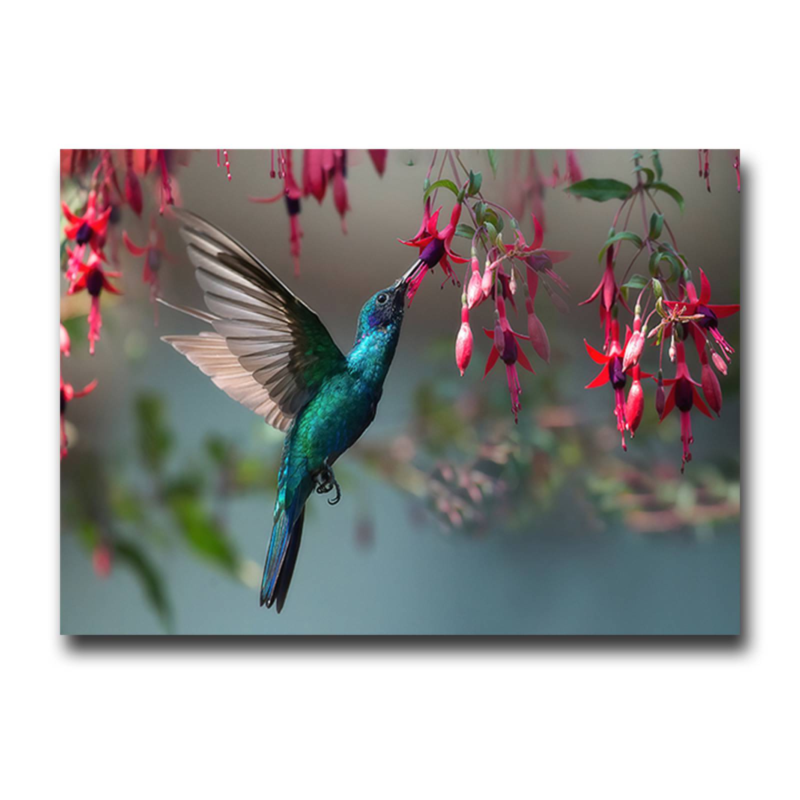 Cuadro Decorativo Canvas Ave Colibrí  60 X 40 cm #3